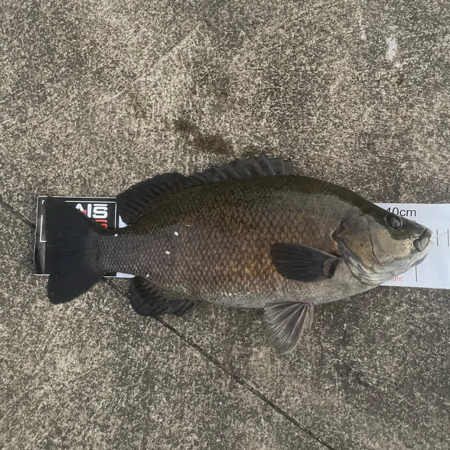 The most recent Sooty grunter catches on Fishbrain