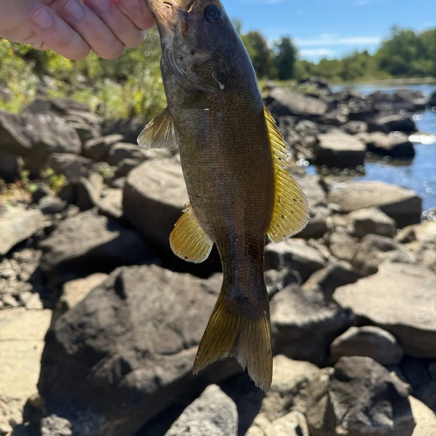 Smallmouth bass caught on Fishbrain