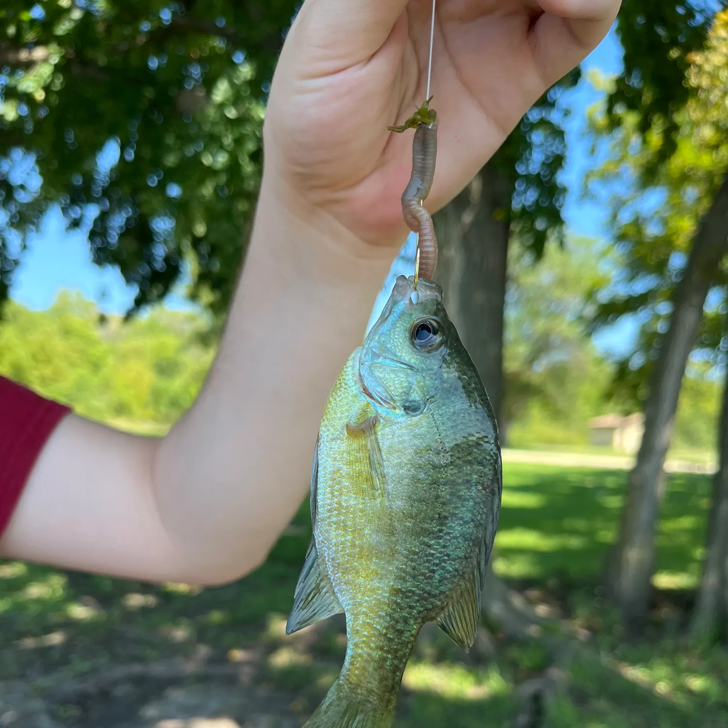 Bluegill caught on Fishbrain