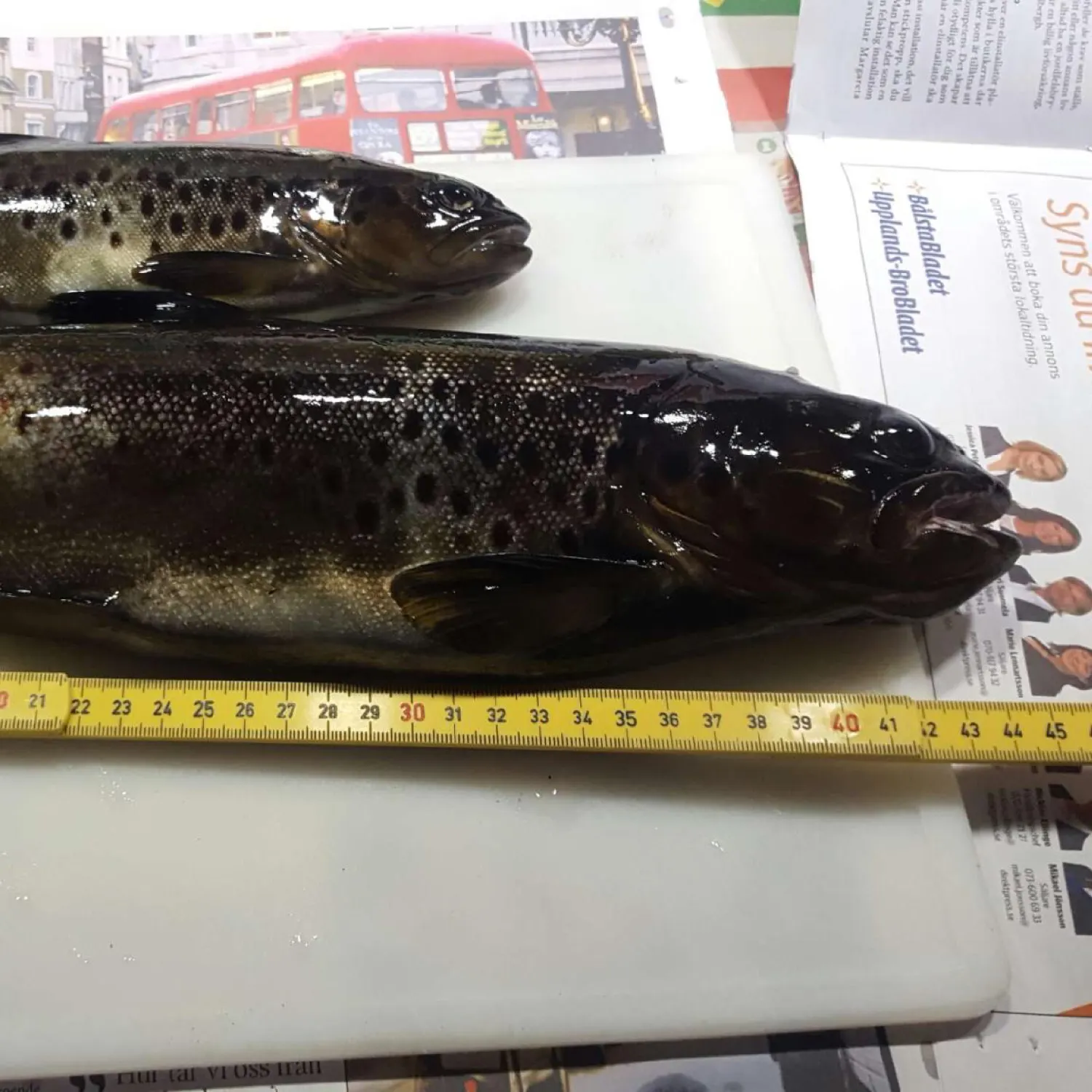 recently logged catches