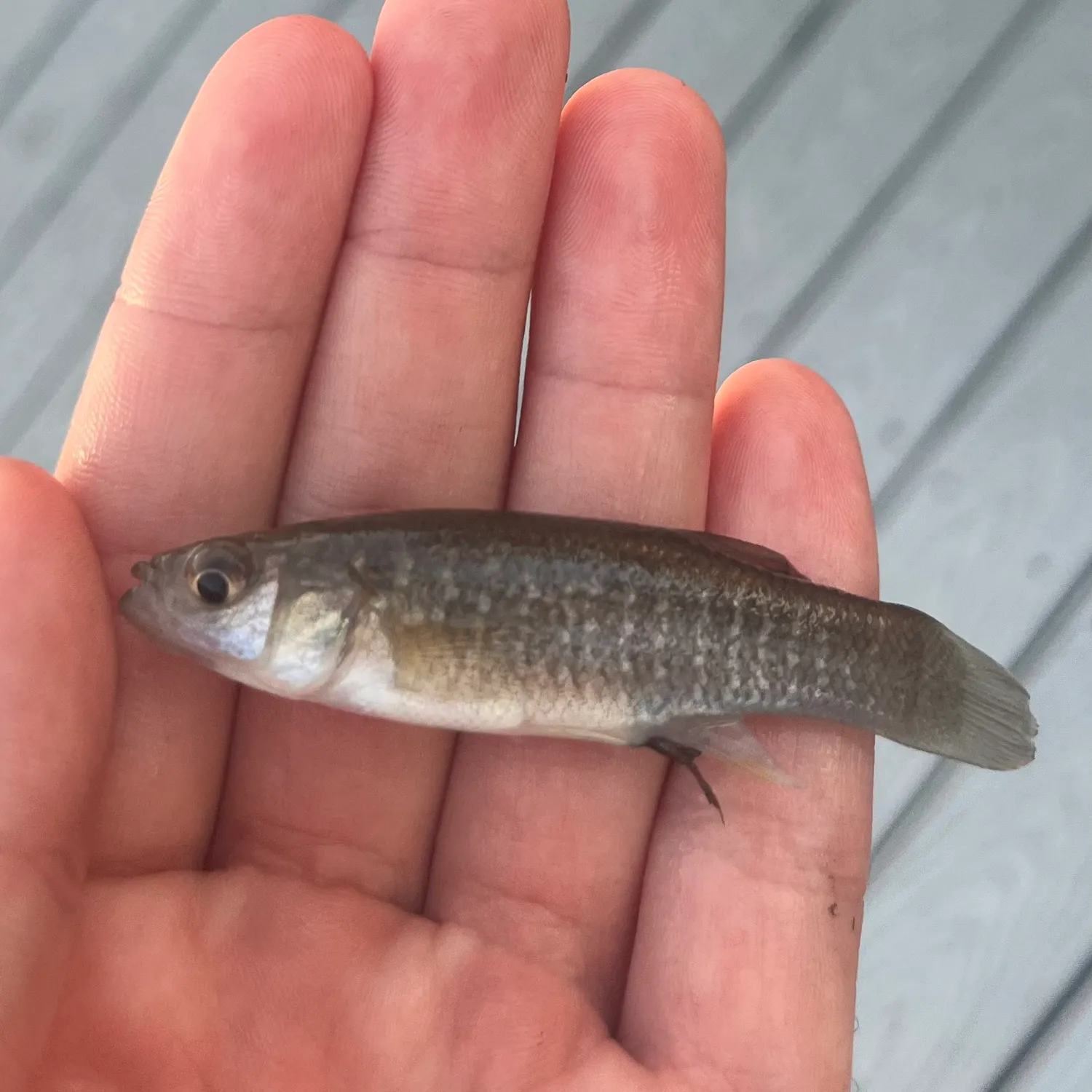 Gulf killifish caught on Fishbrain