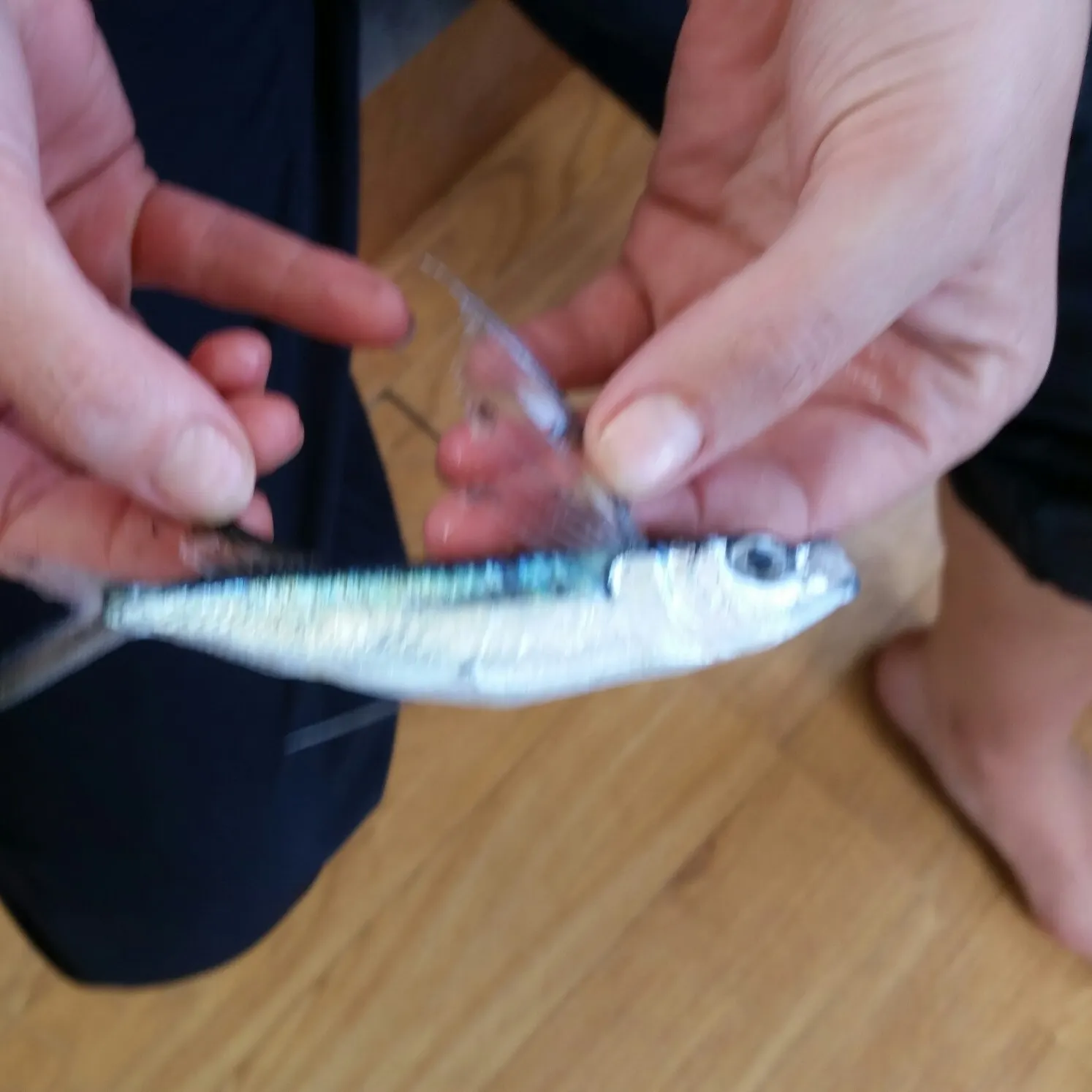 Bennett's flyingfish caught on Fishbrain