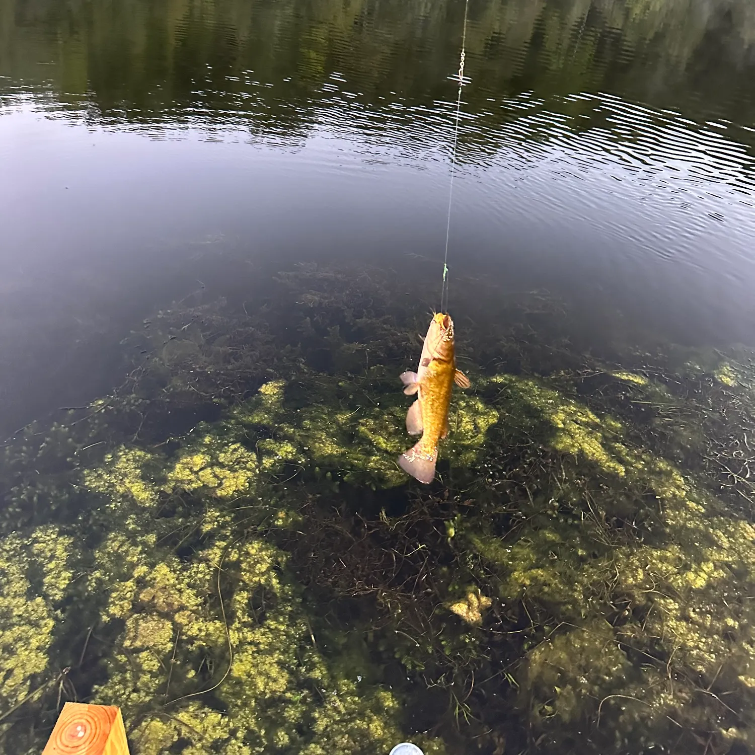 Yellow bullhead caught on Fishbrain