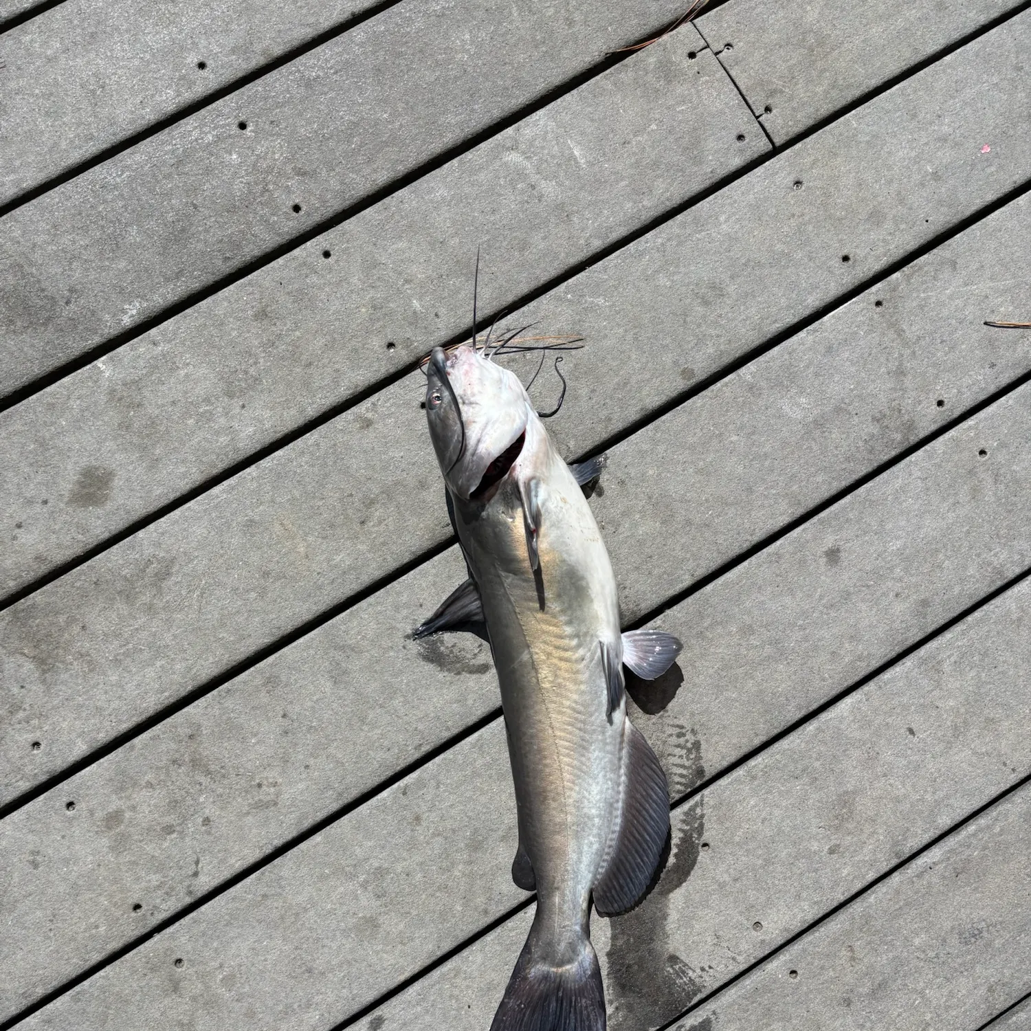 Channel catfish caught on Fishbrain