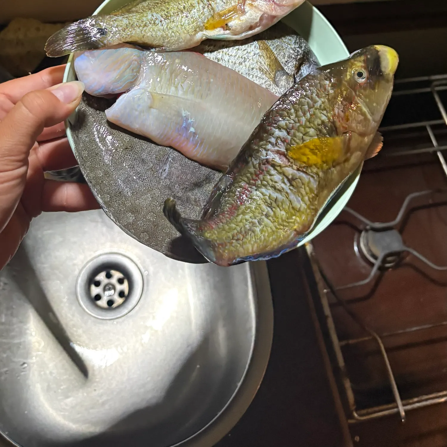 The most recent Pearly razorfish catches on Fishbrain
