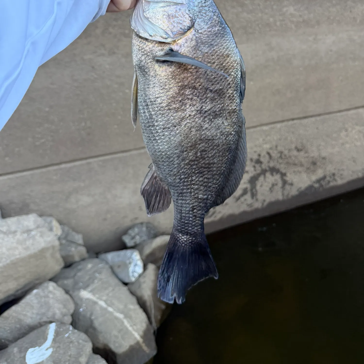 Freshwater drum caught on Fishbrain