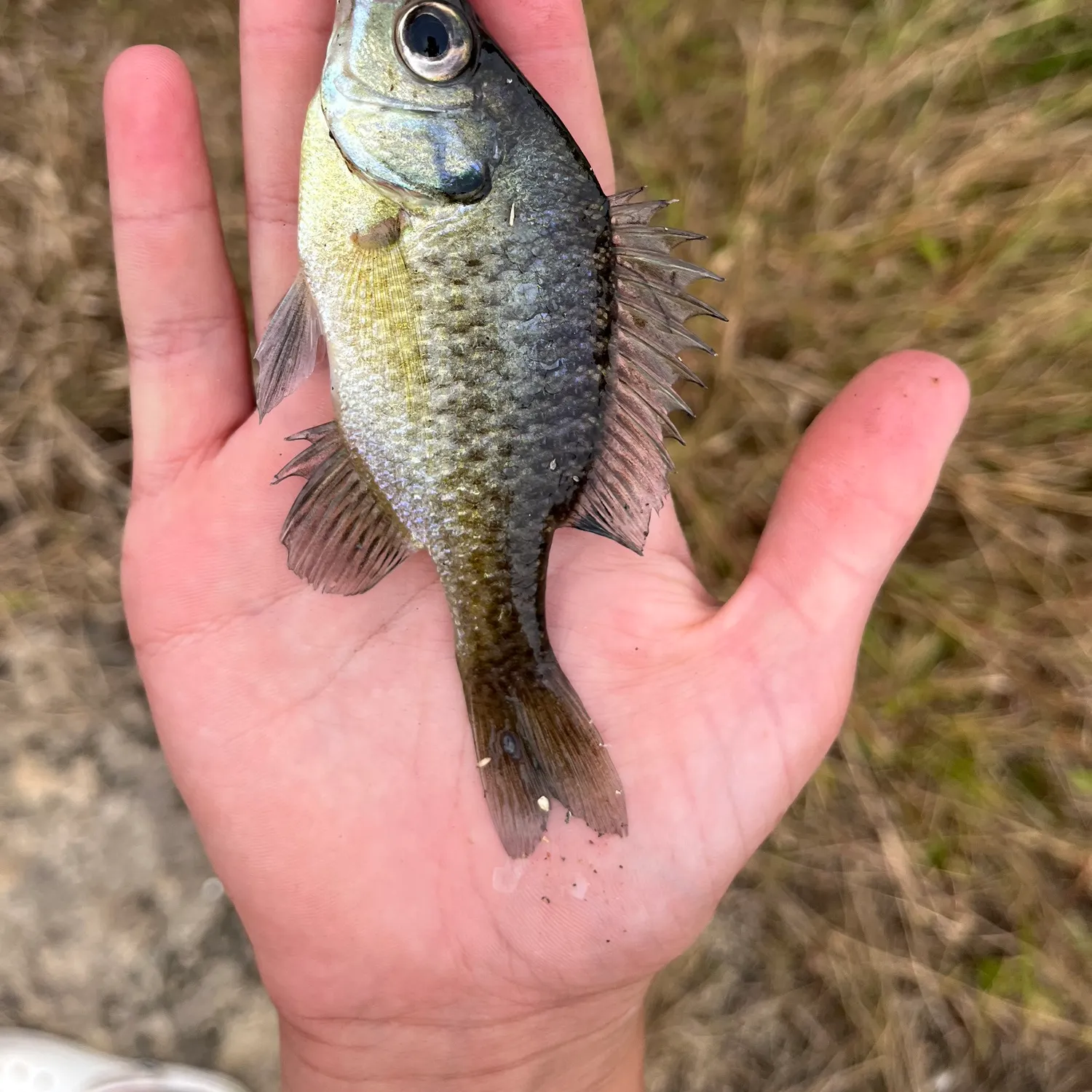 The most recent Redear x bluegill catches on Fishbrain