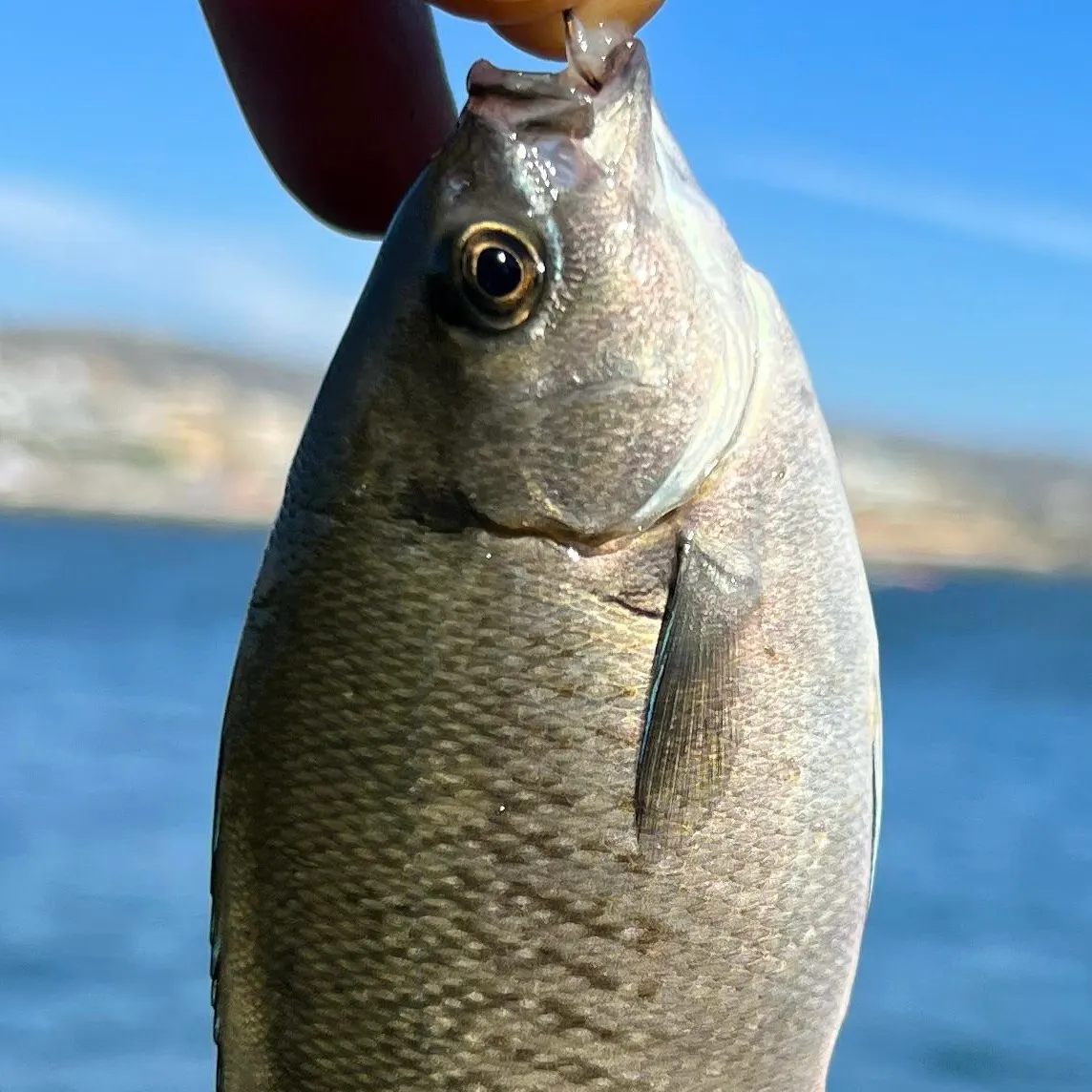 The most recent Halfmoon catches on Fishbrain