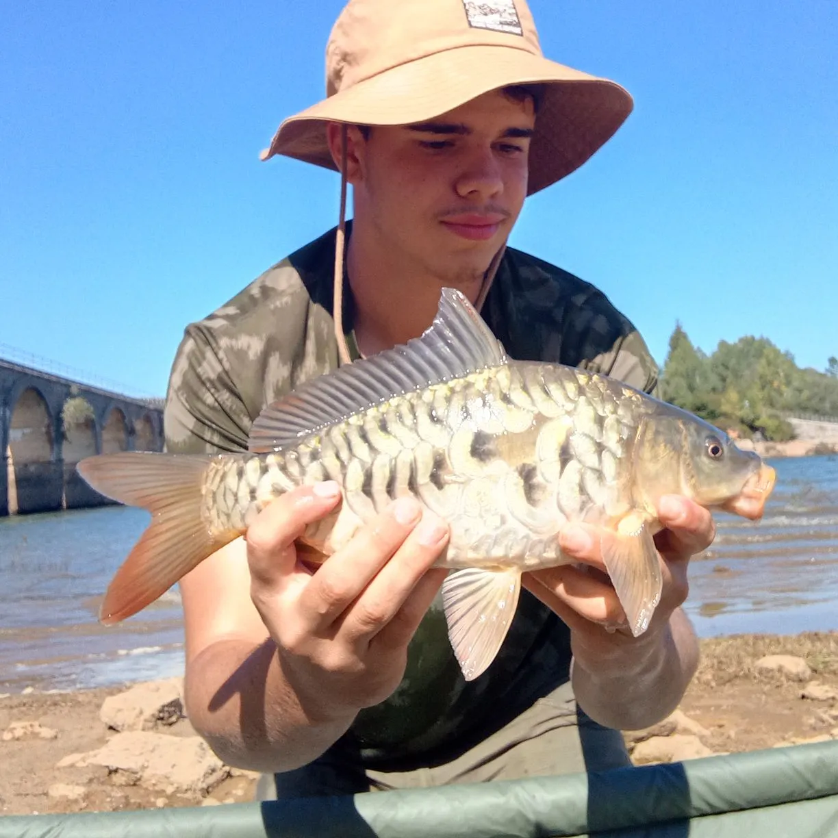 Mirror carp caught on Fishbrain