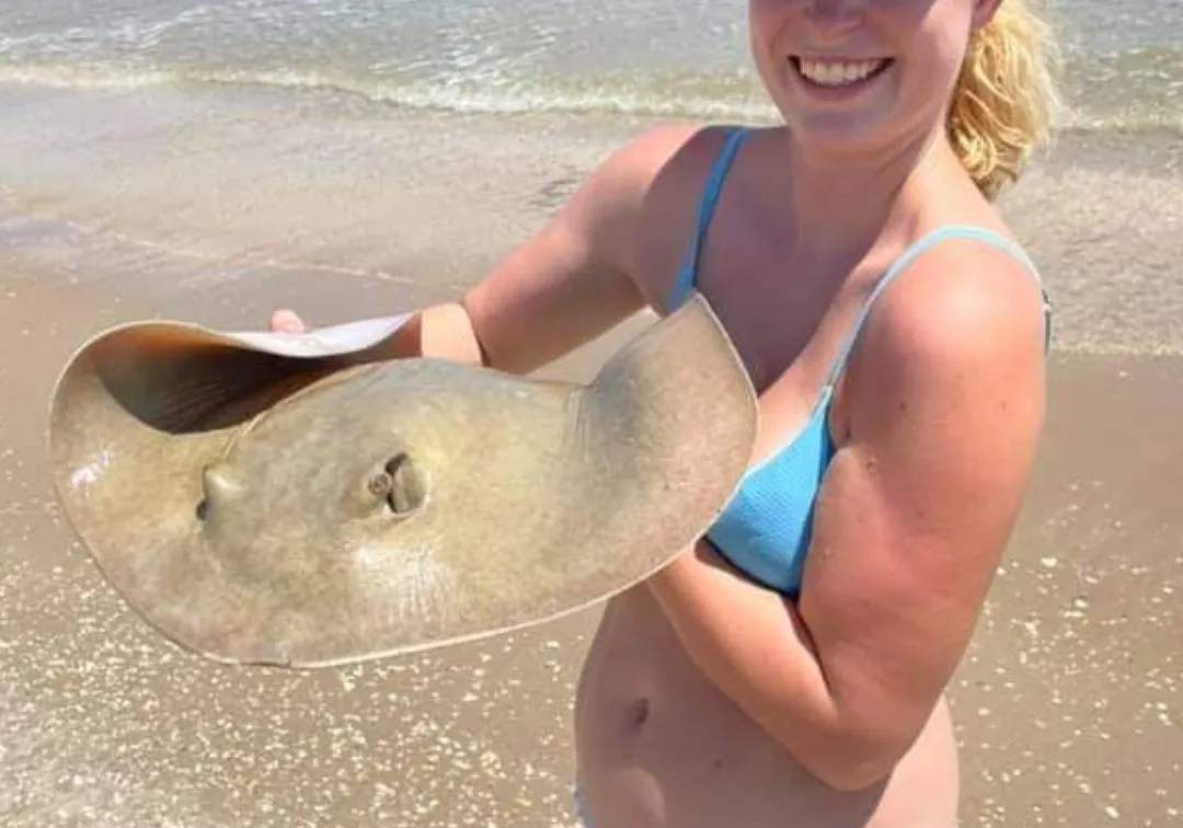 Southern stingray