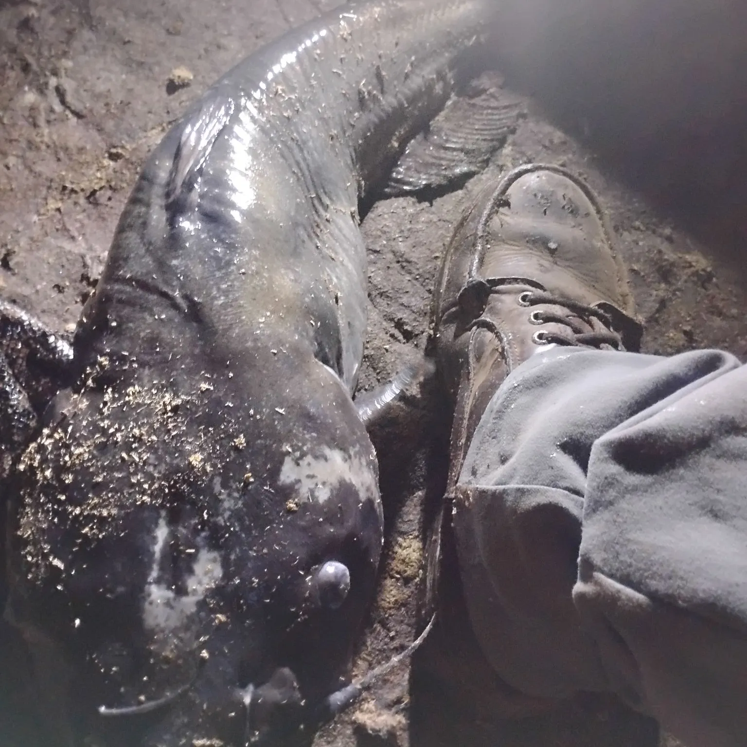 Channel catfish caught on Fishbrain