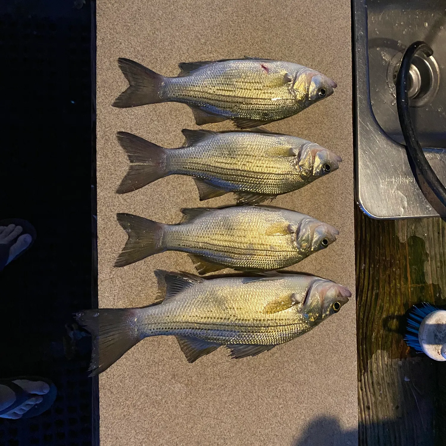 recently logged catches