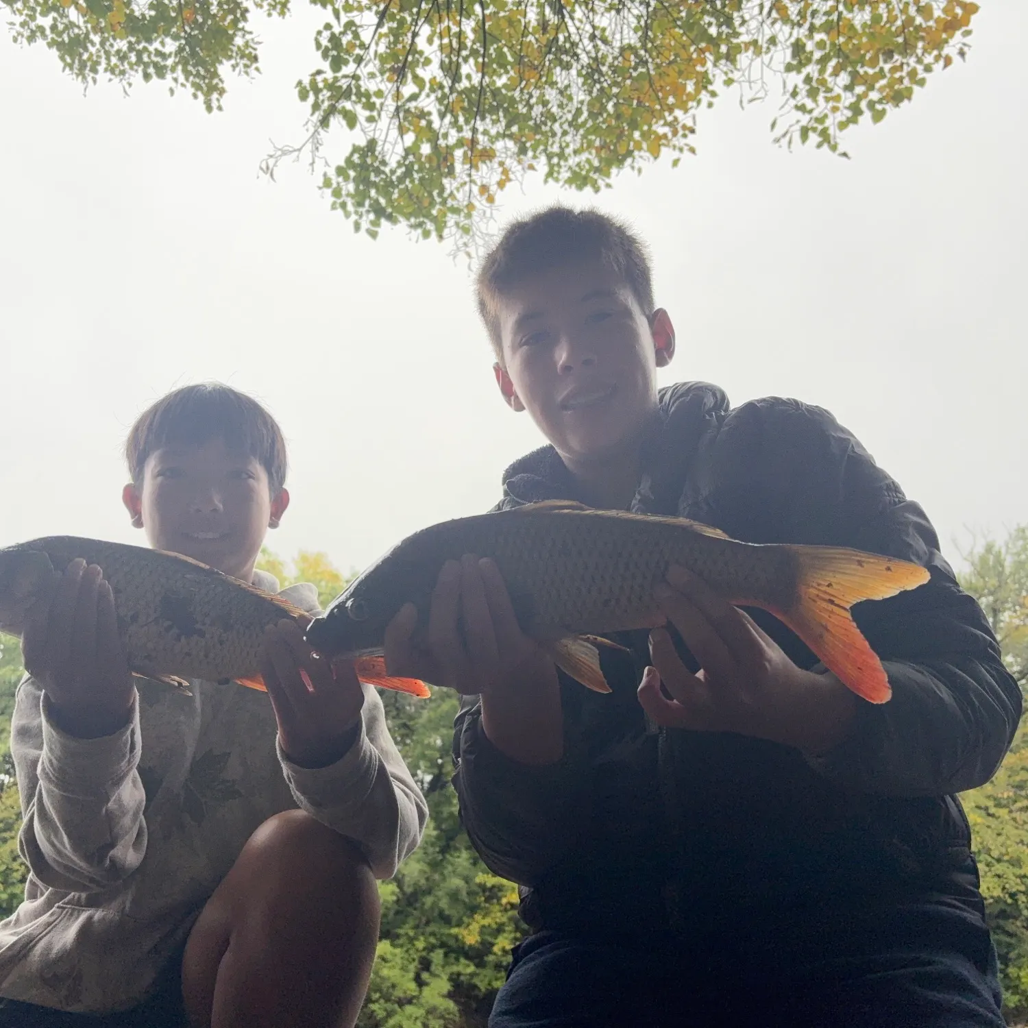 Common carp caught on Fishbrain