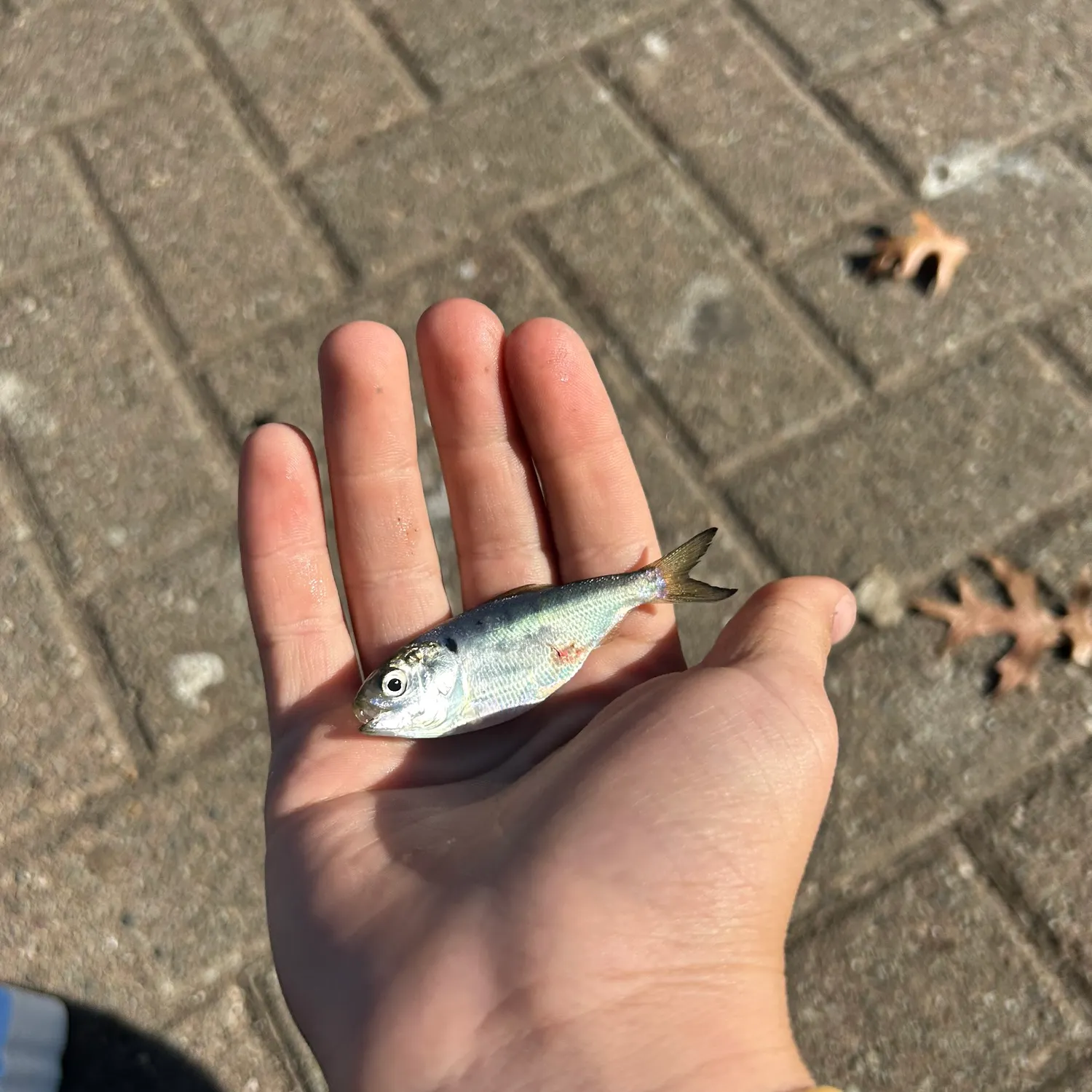 The most popular recent Gulf menhaden catch on Fishbrain