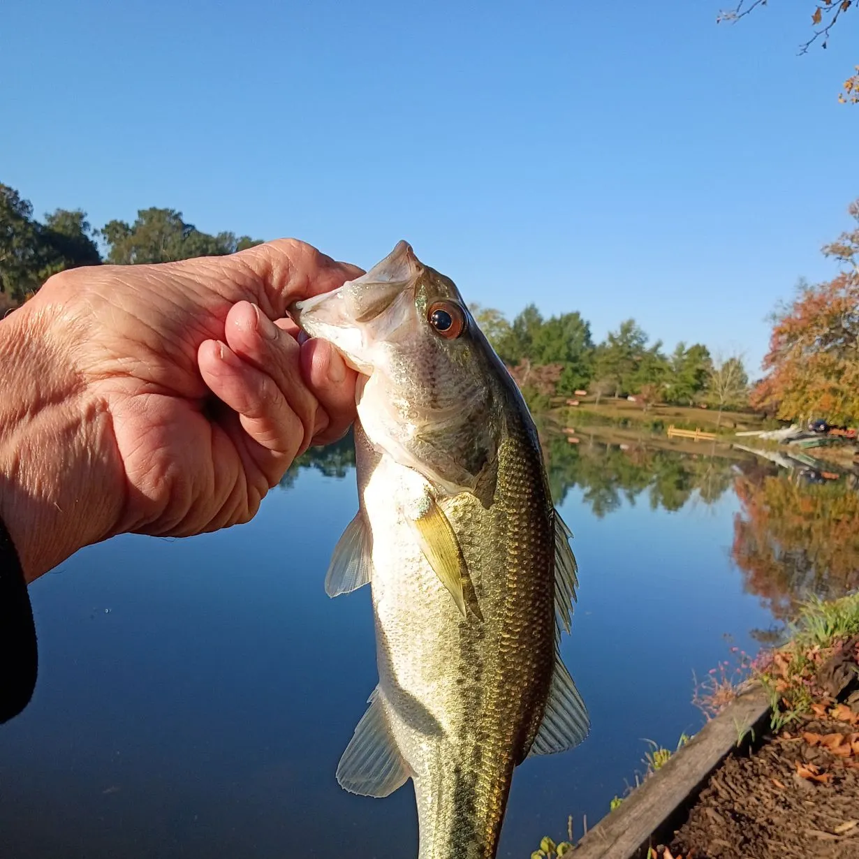 Largemouth bass caught on Fishbrain
