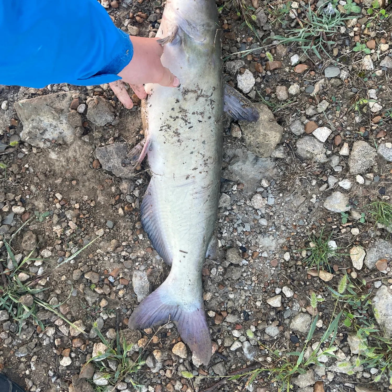 Channel catfish caught on Fishbrain