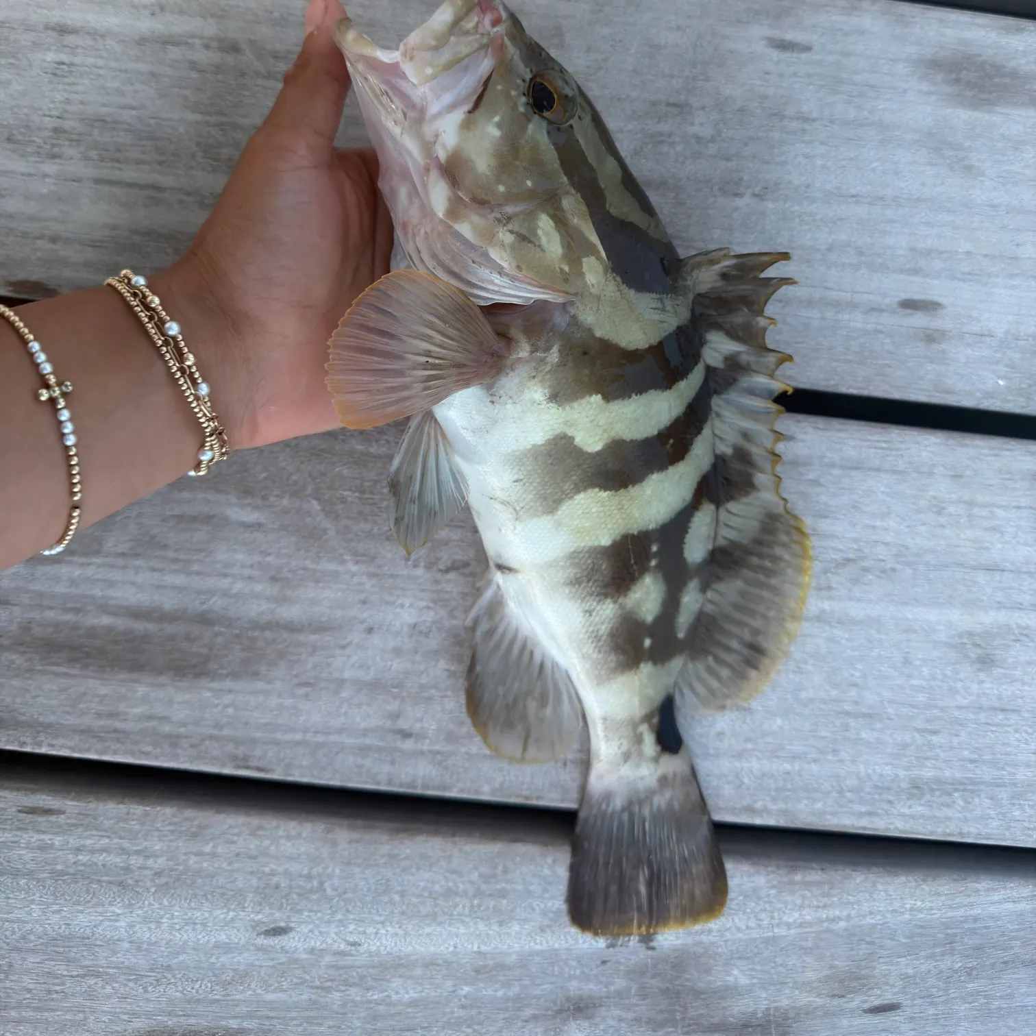 The most recent Longtooth grouper catches on Fishbrain