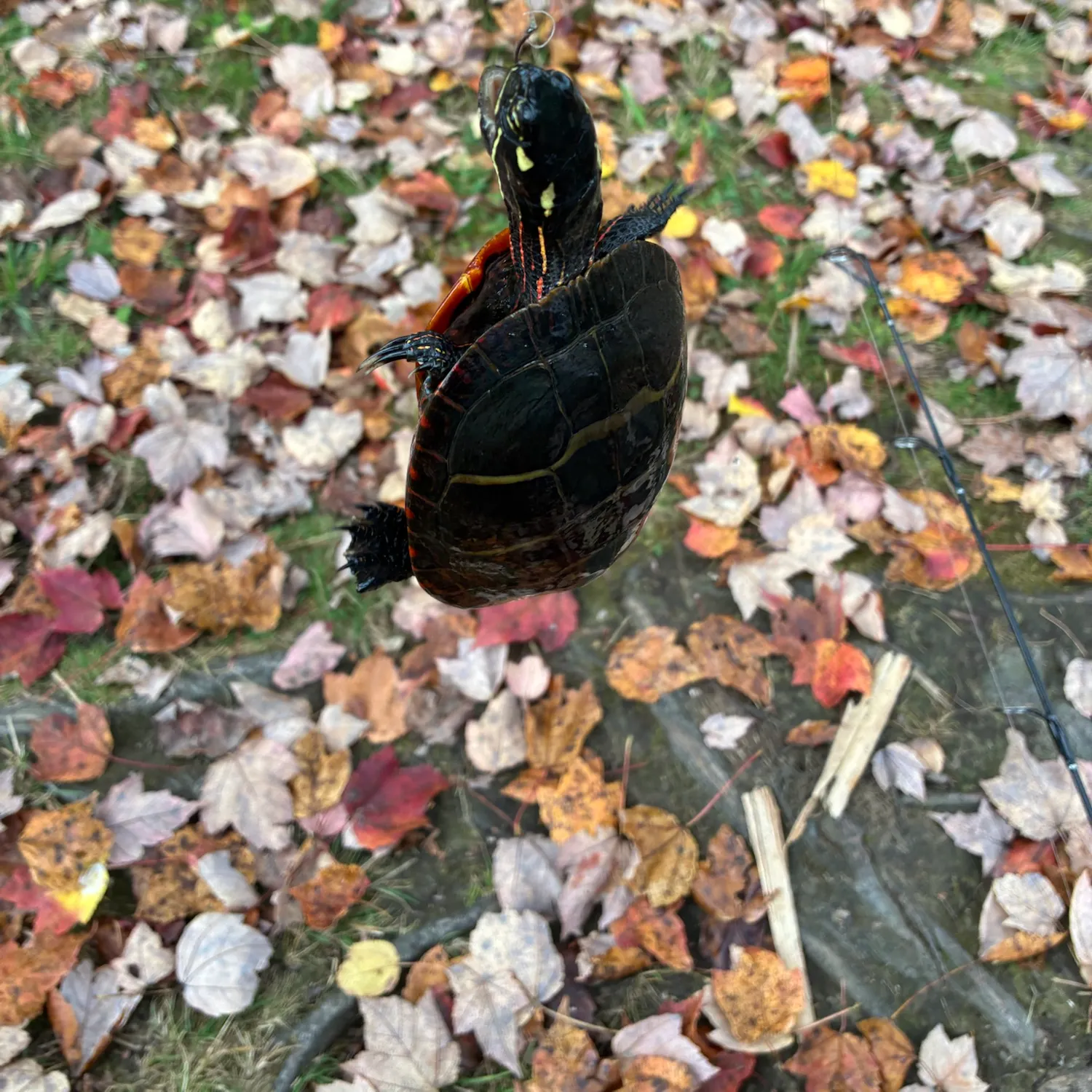 Painted turtle caught on Fishbrain