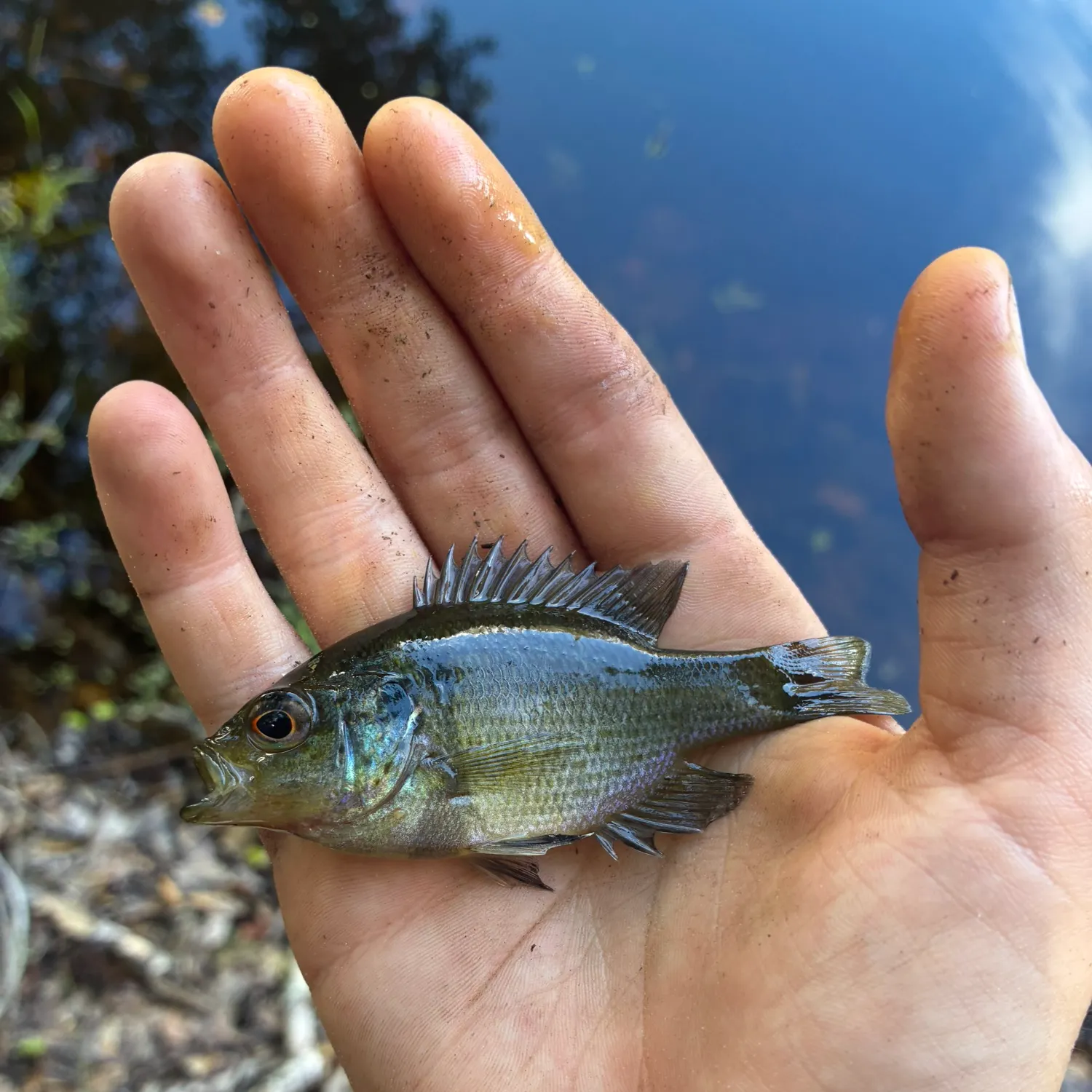 Bluegill caught on Fishbrain