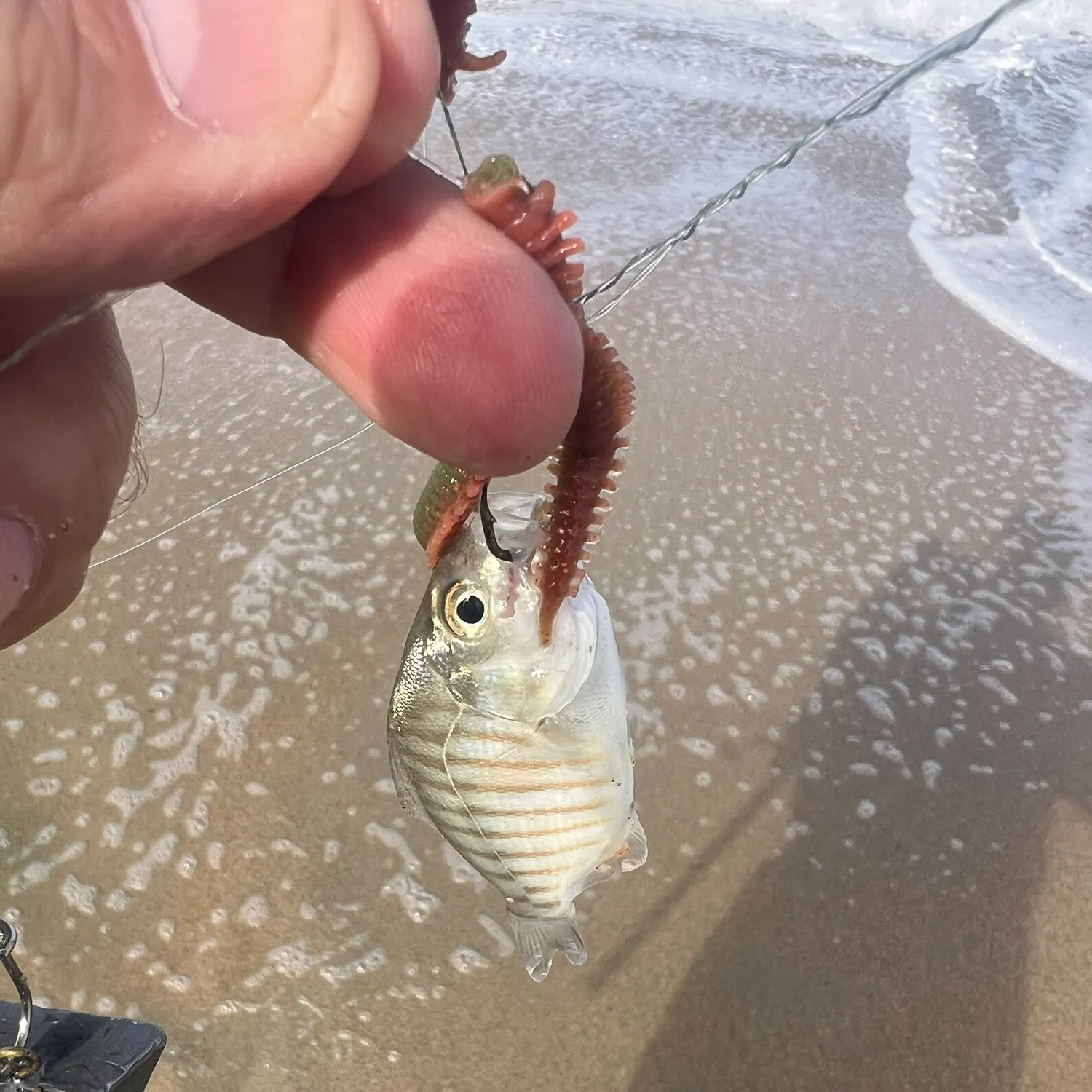 The most recent Barred surfperch catches on Fishbrain