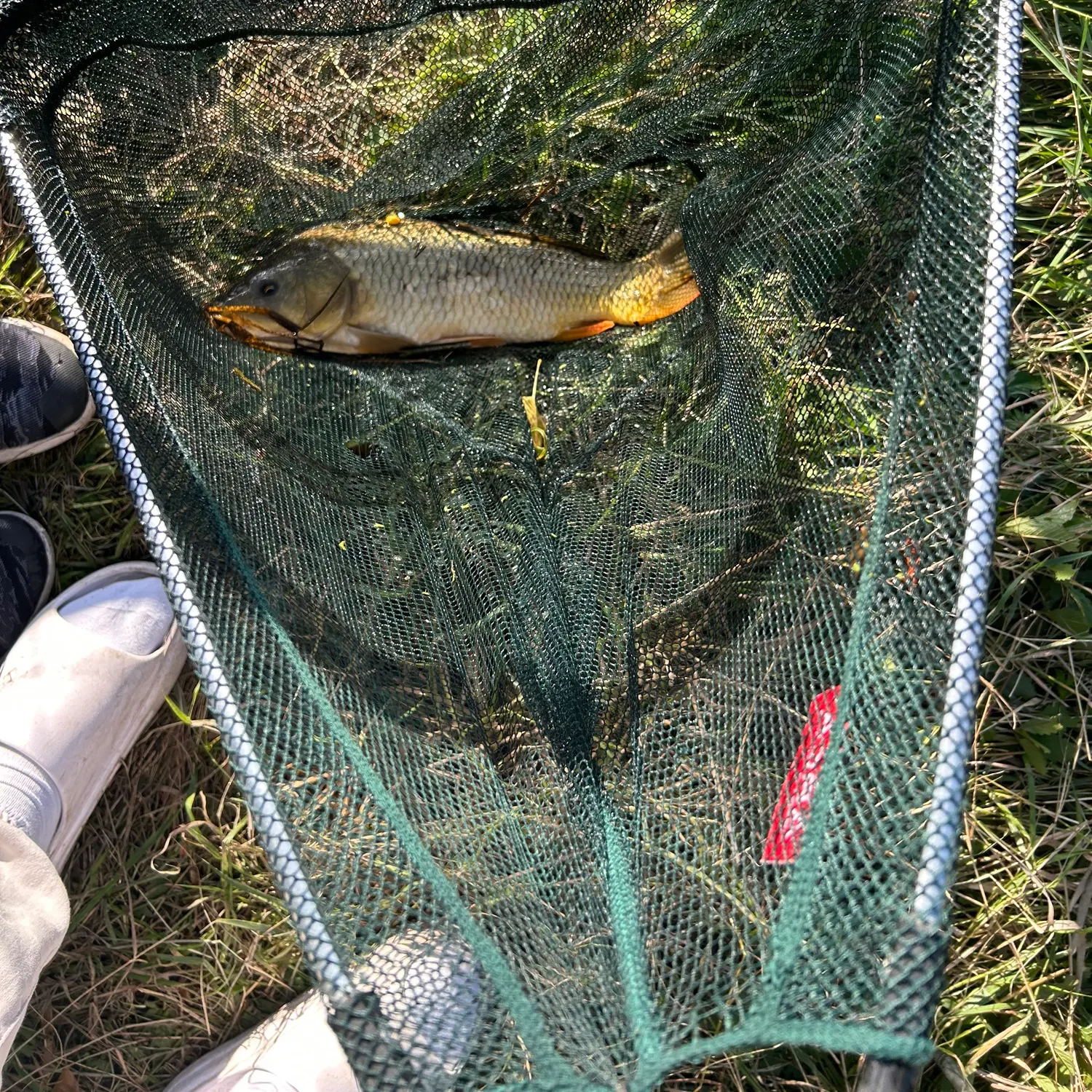 Common carp caught on Fishbrain