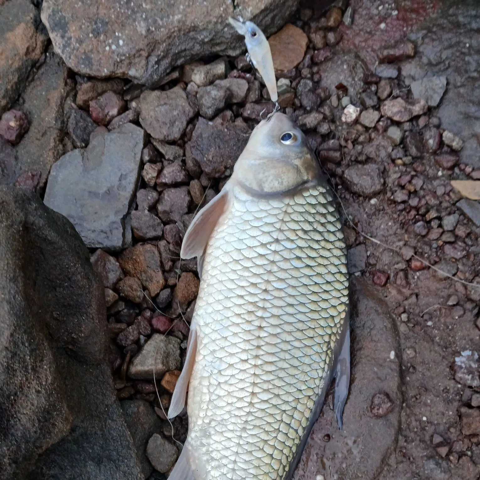 The most recent River carpsucker catches on Fishbrain