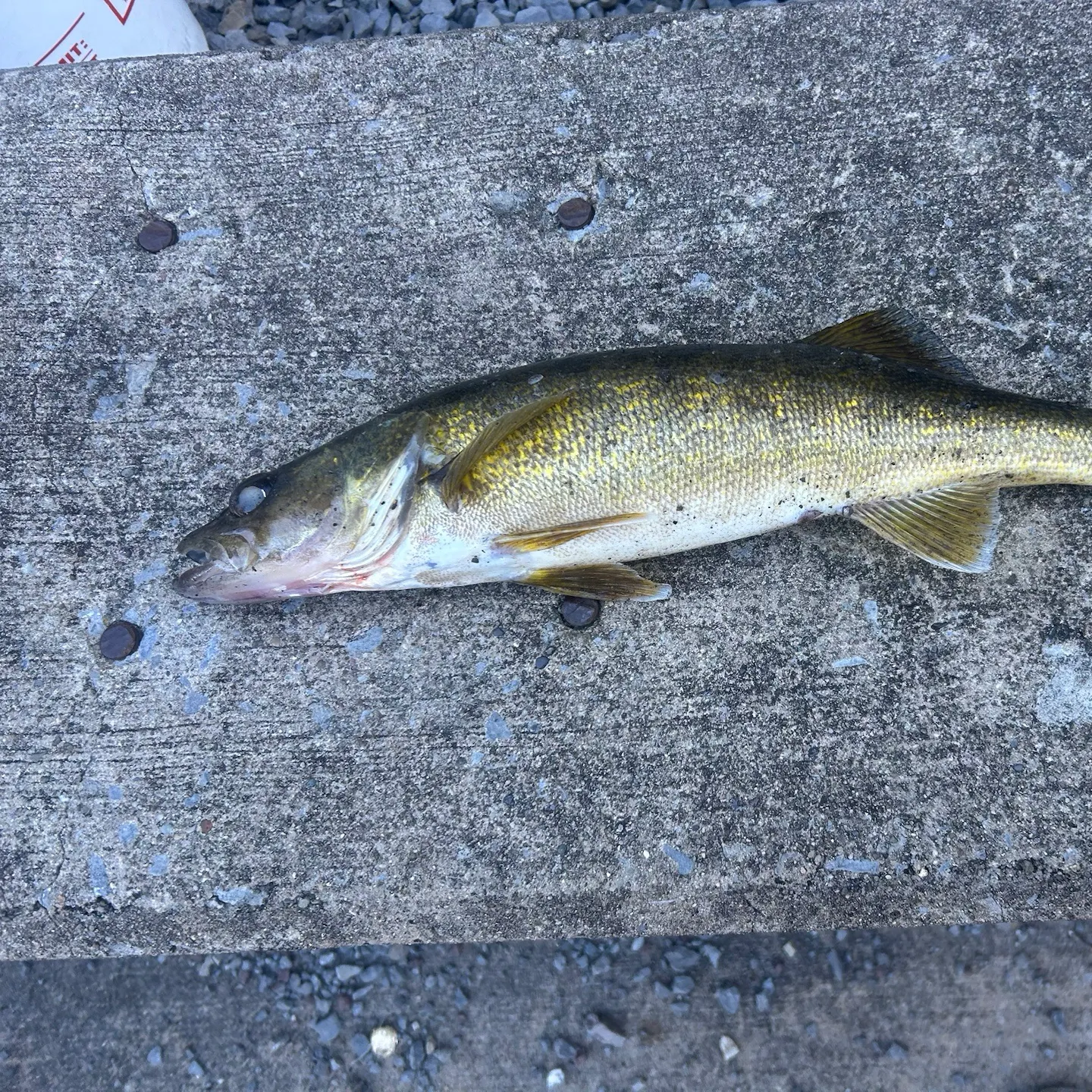 Walleye caught on Fishbrain