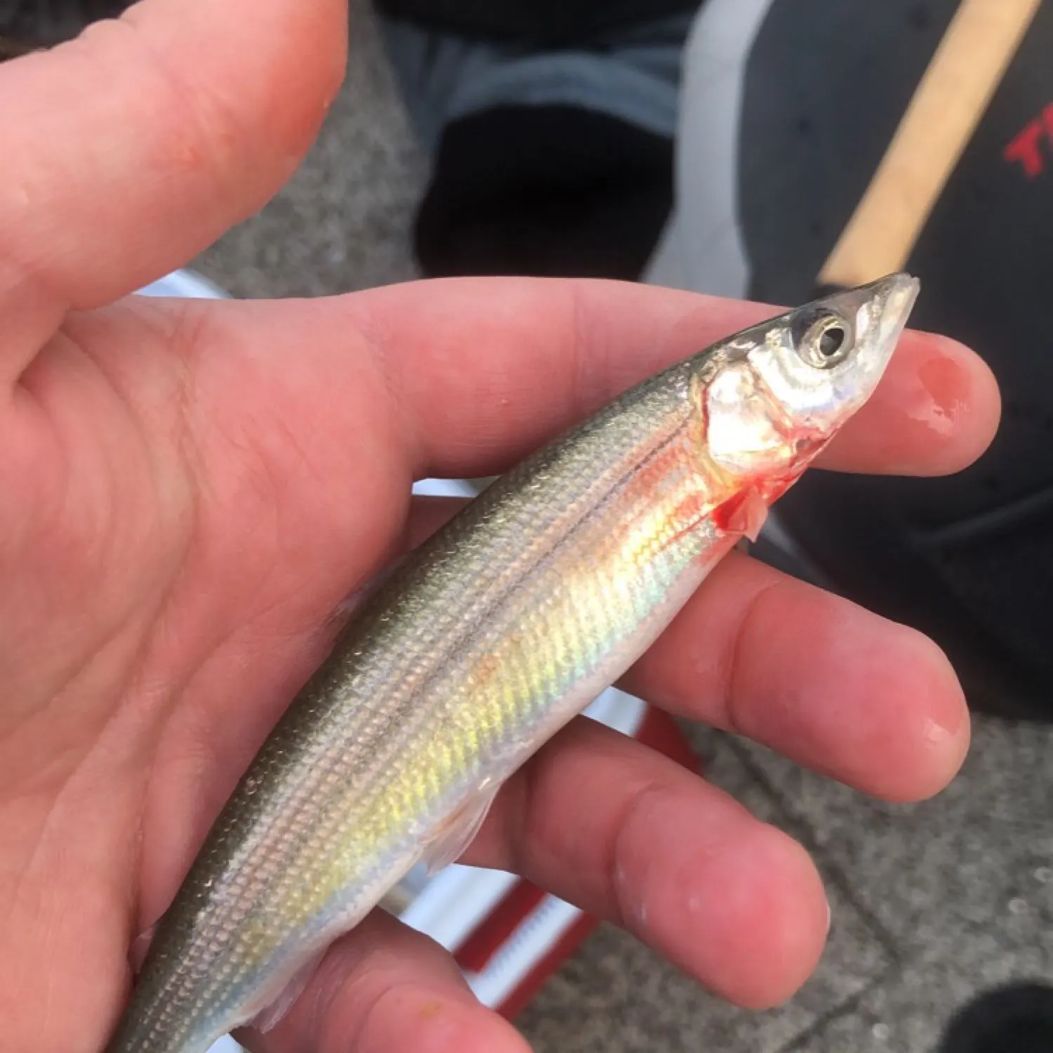 The most recent Bonneville cisco catches on Fishbrain