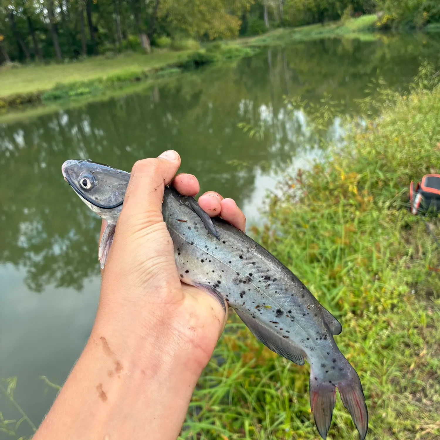 Channel catfish caught on Fishbrain