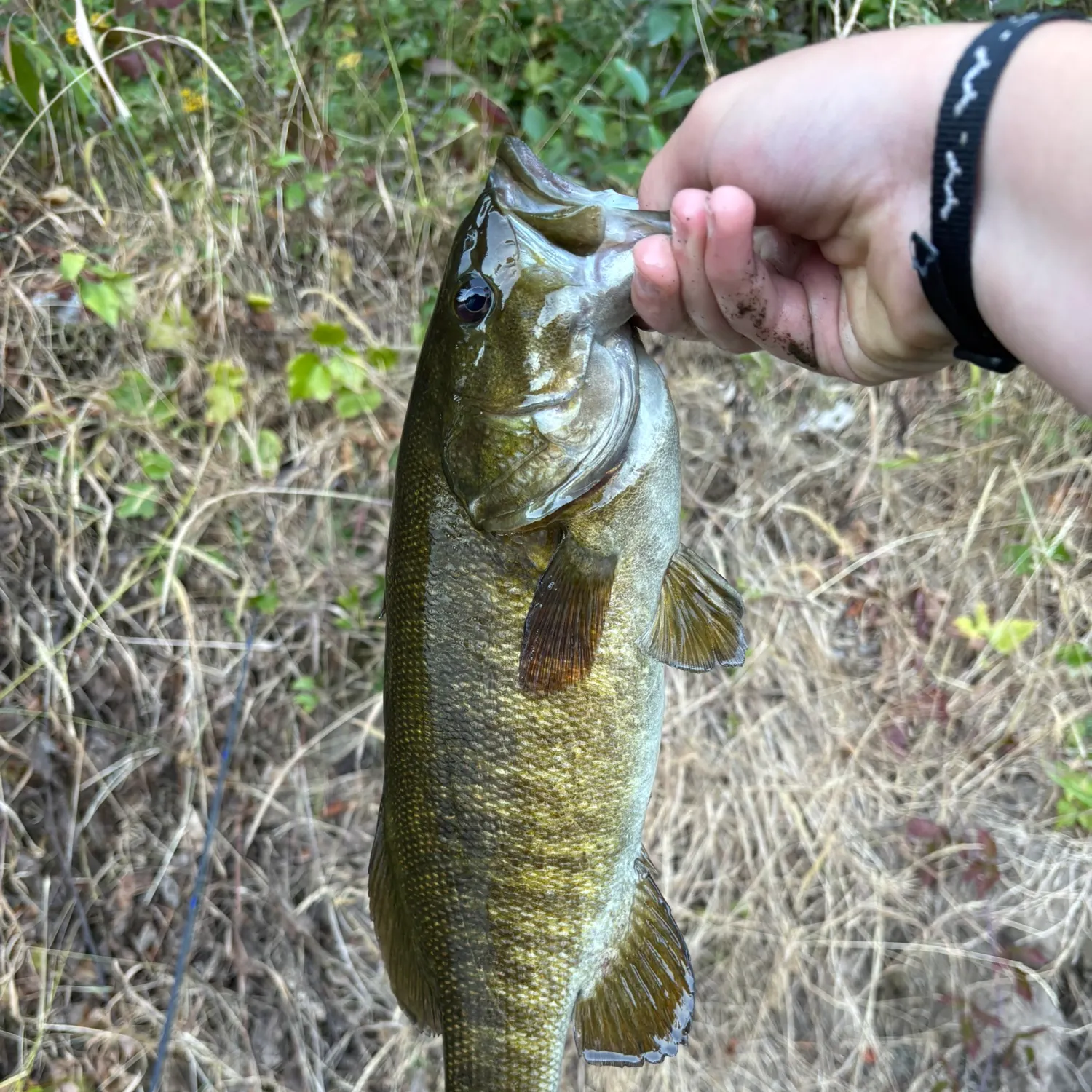Smallmouth bass caught on Fishbrain