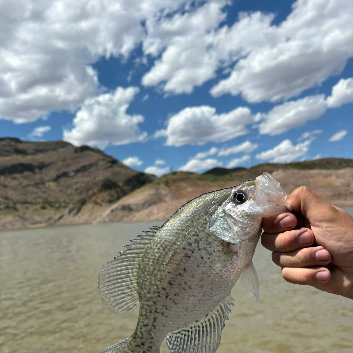 The most recent Magnolia crappie catches on Fishbrain
