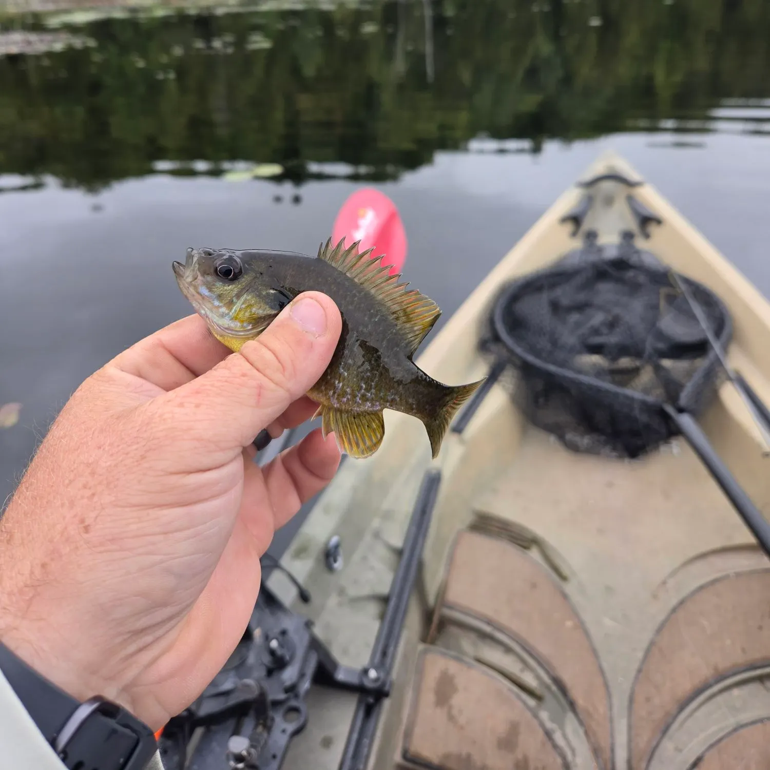 Greengill hybrid caught on Fishbrain