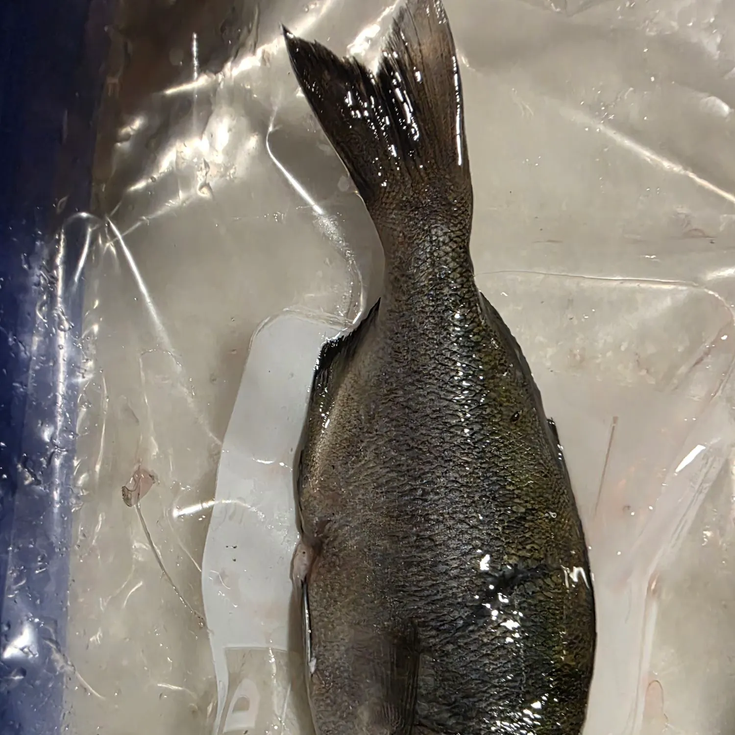 Halfmoon caught on Fishbrain