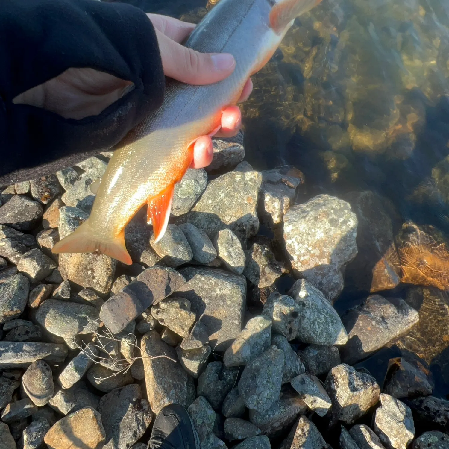 The most recent Arctic char catches on Fishbrain