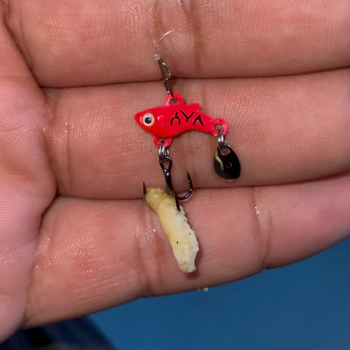 The most recent Westlope cutthroat trout catches on Fishbrain