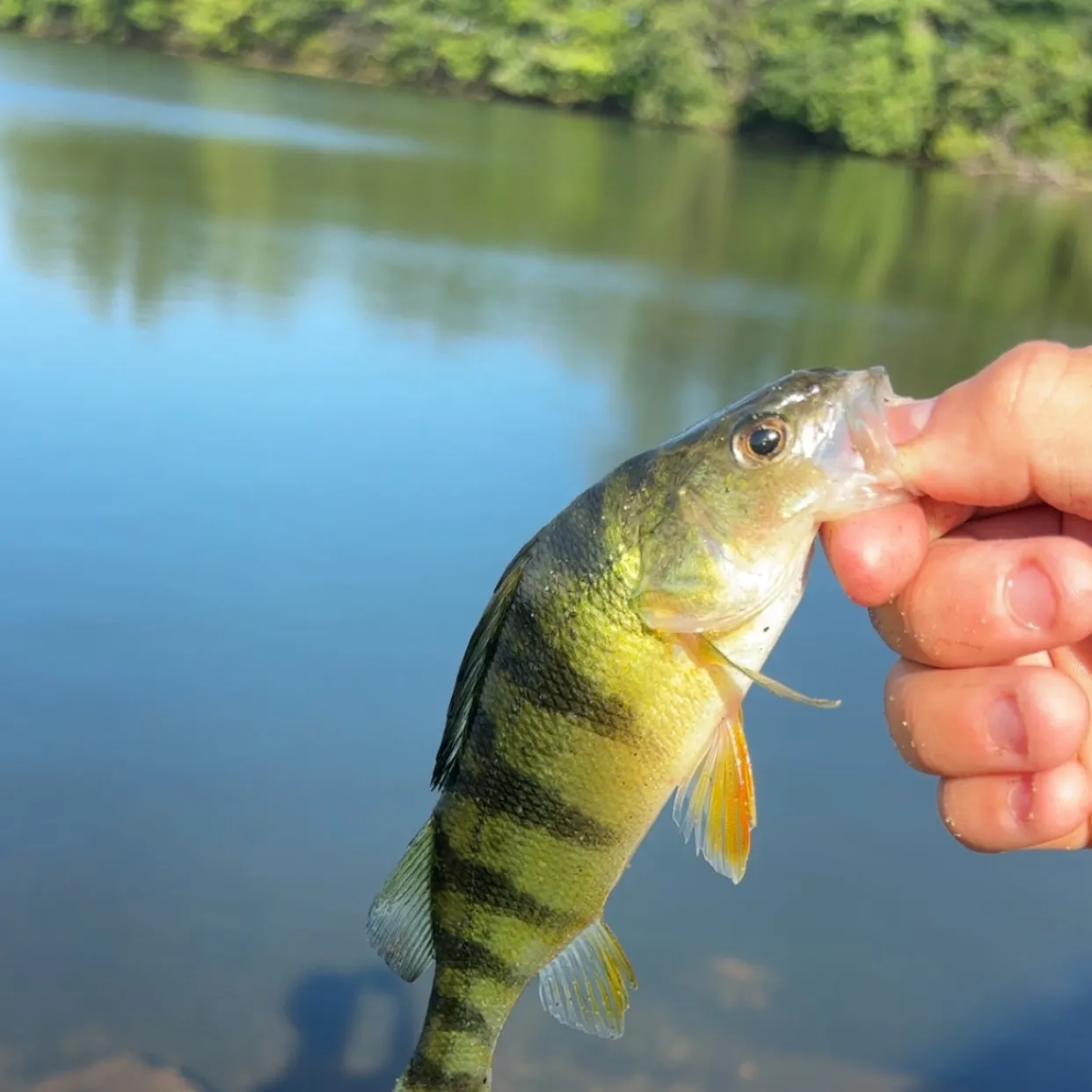 Yellow perch caught on Fishbrain