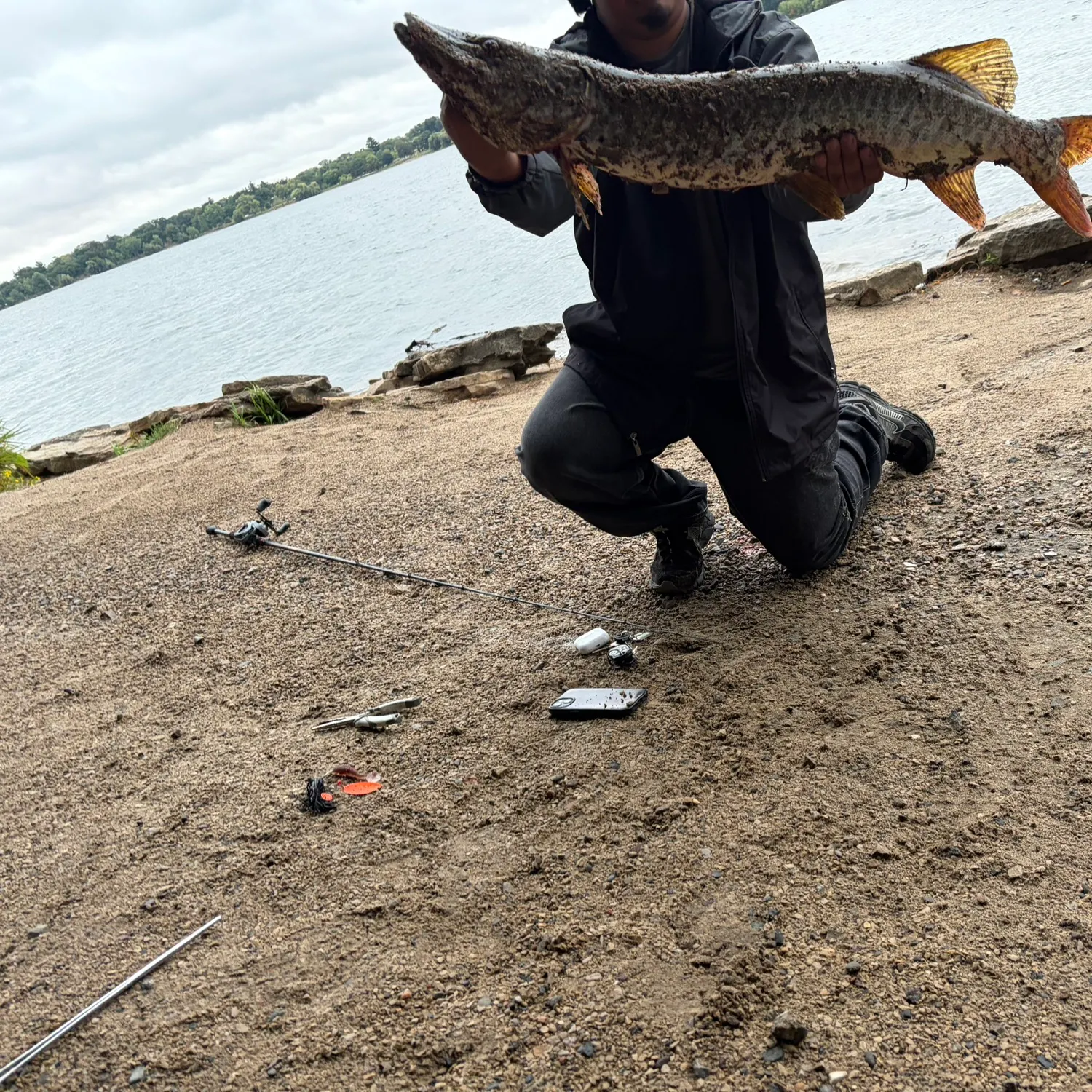 The most recent Muskie catches on Fishbrain