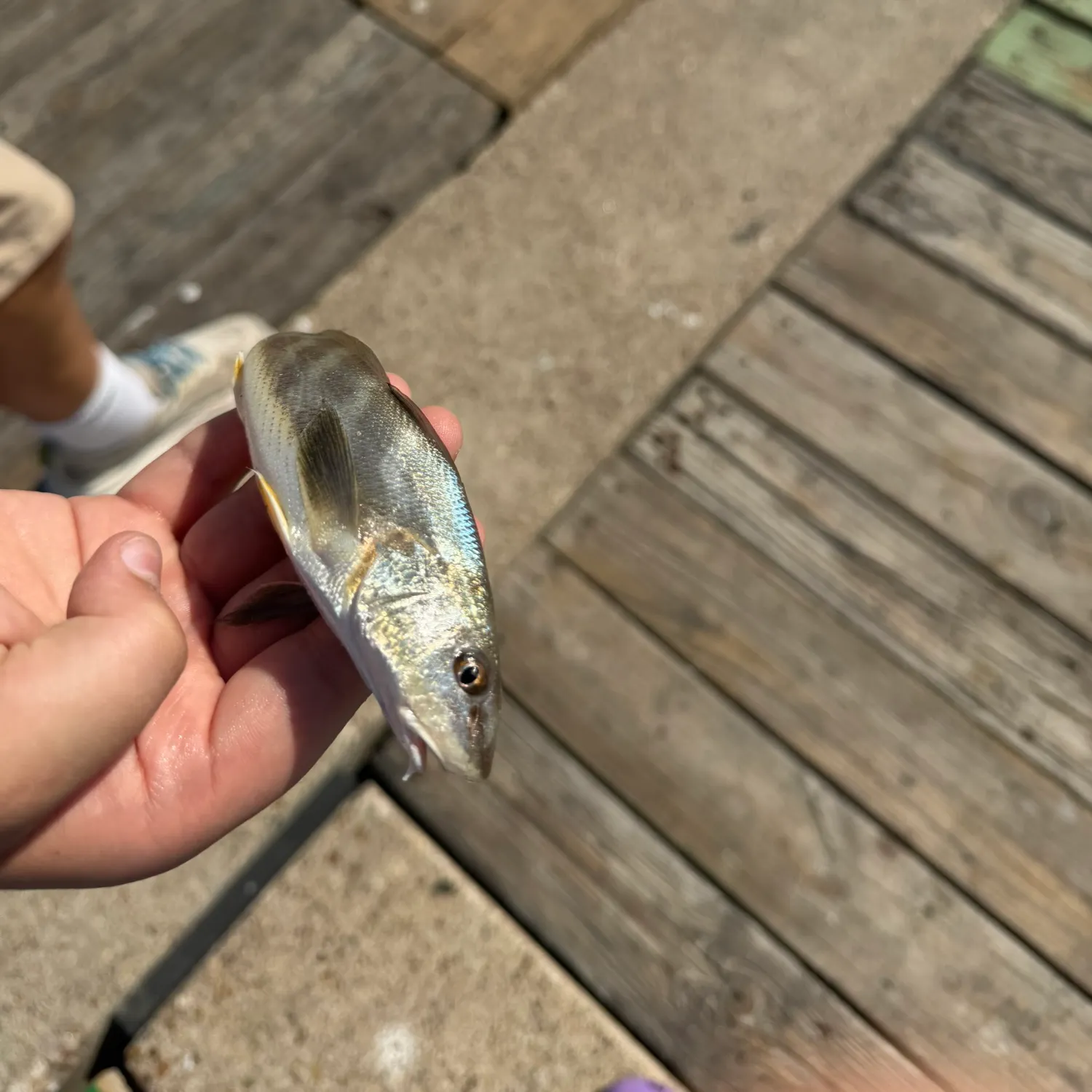 The most recent Sand seatrout catches on Fishbrain