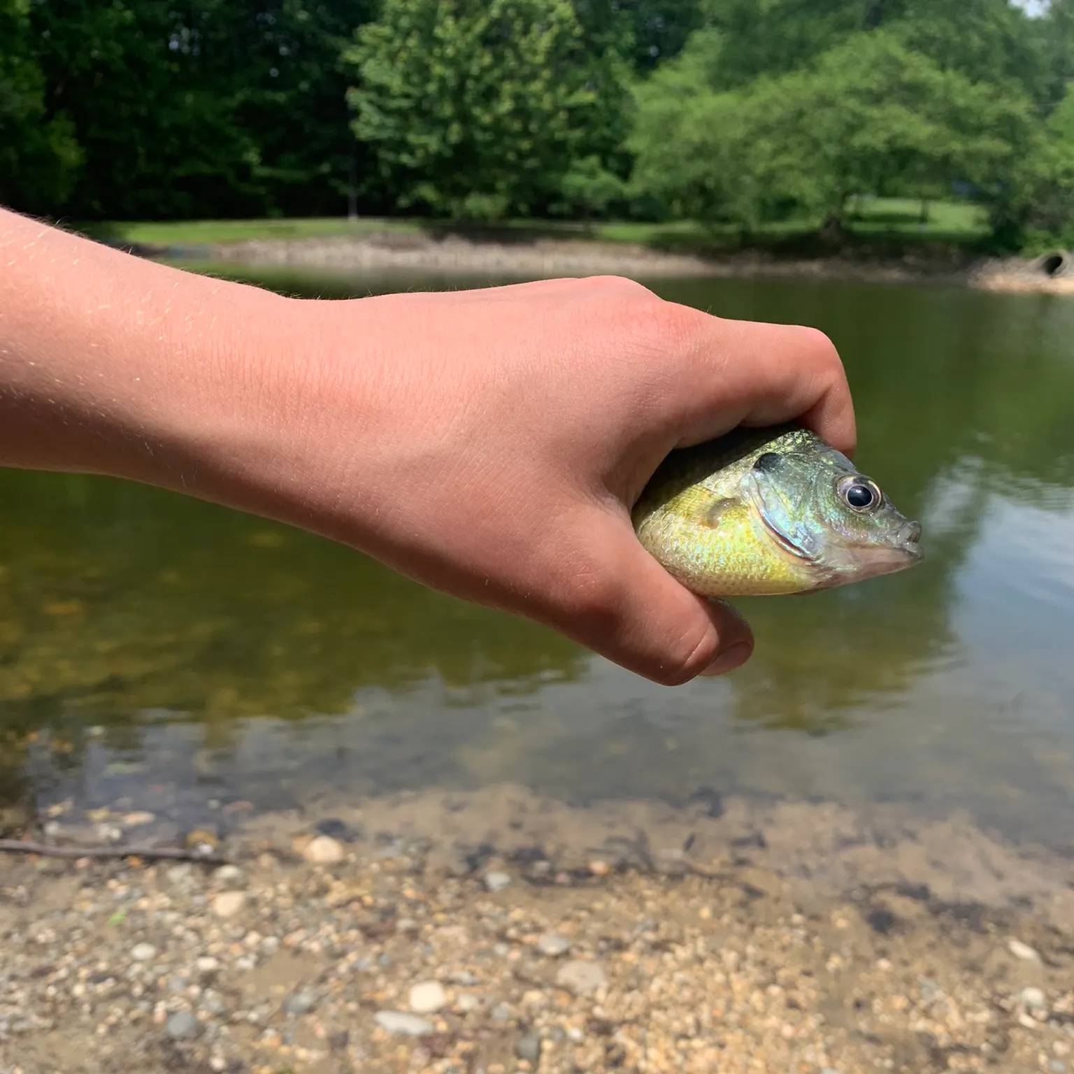 The most recent Bluegill catches on Fishbrain