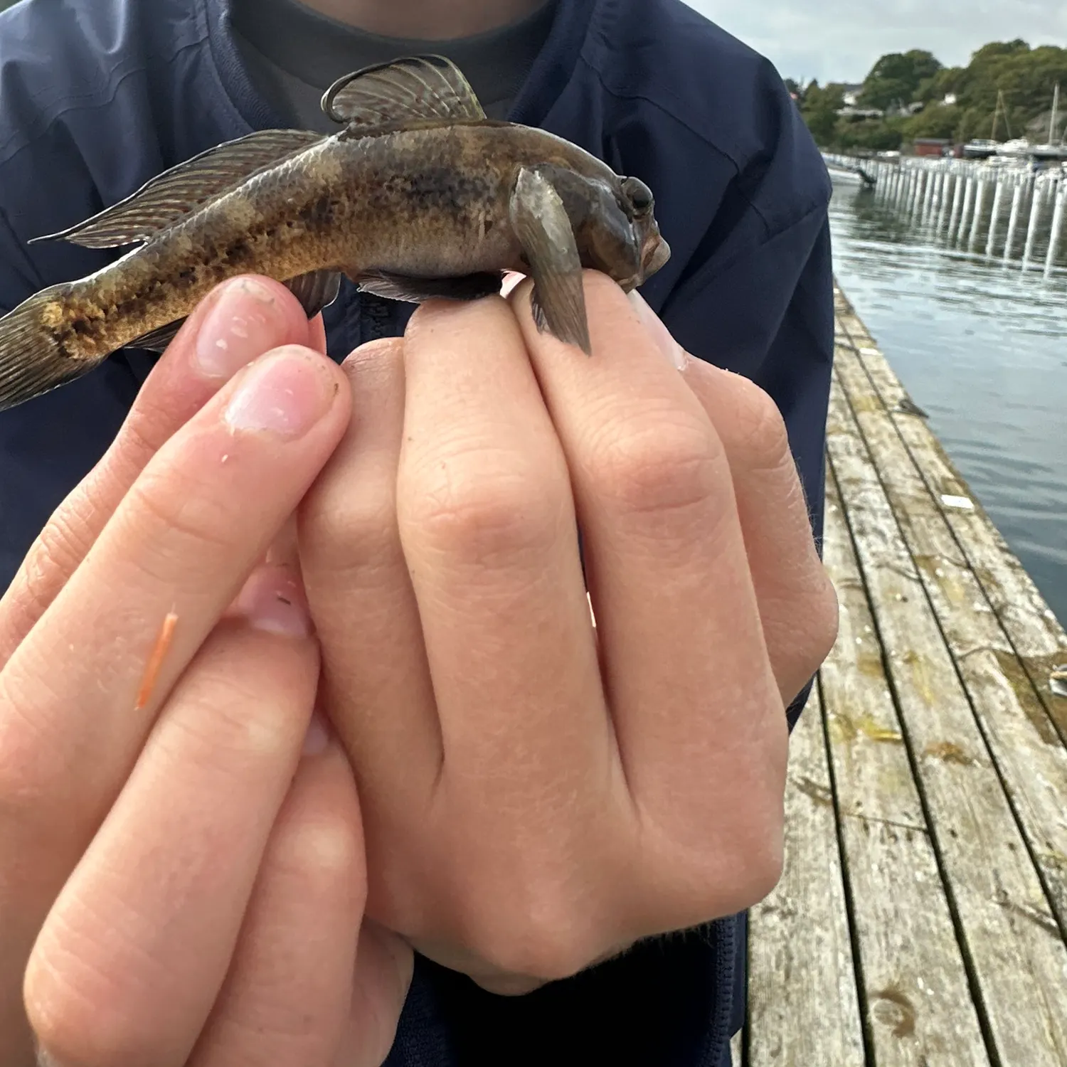 Black goby caught on Fishbrain