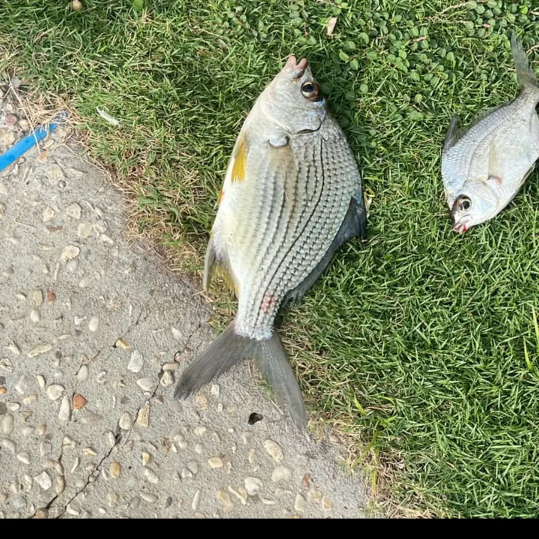 Striped mojarra caught on Fishbrain