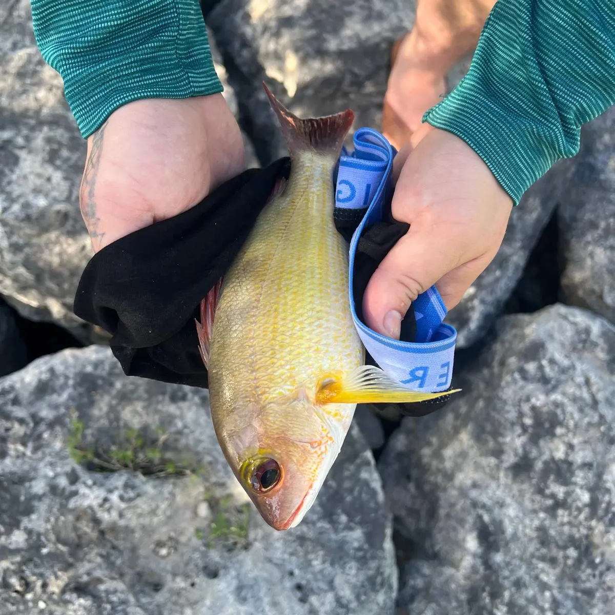 The most recent One-spot snapper catches on Fishbrain