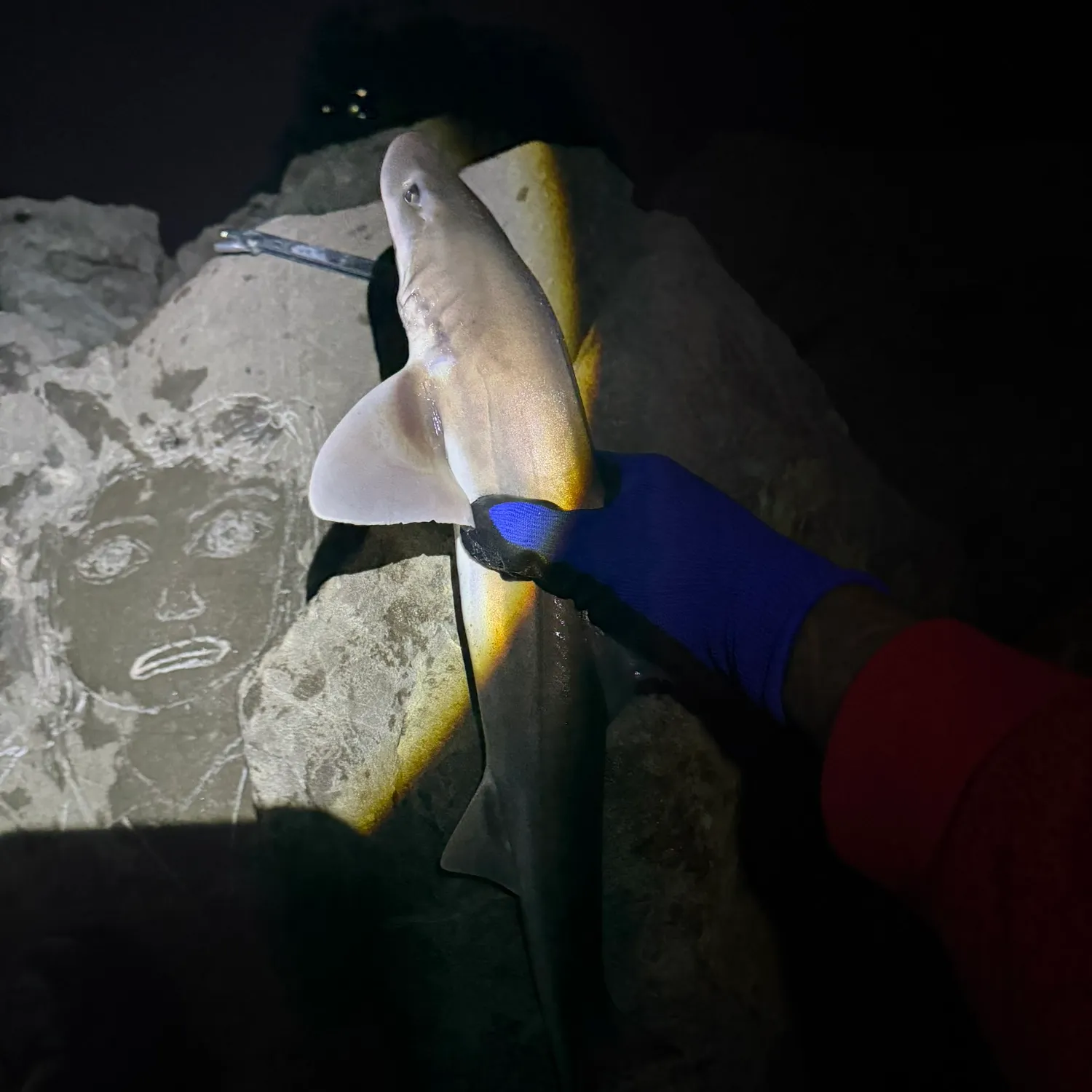 Grey smooth-hound caught on Fishbrain