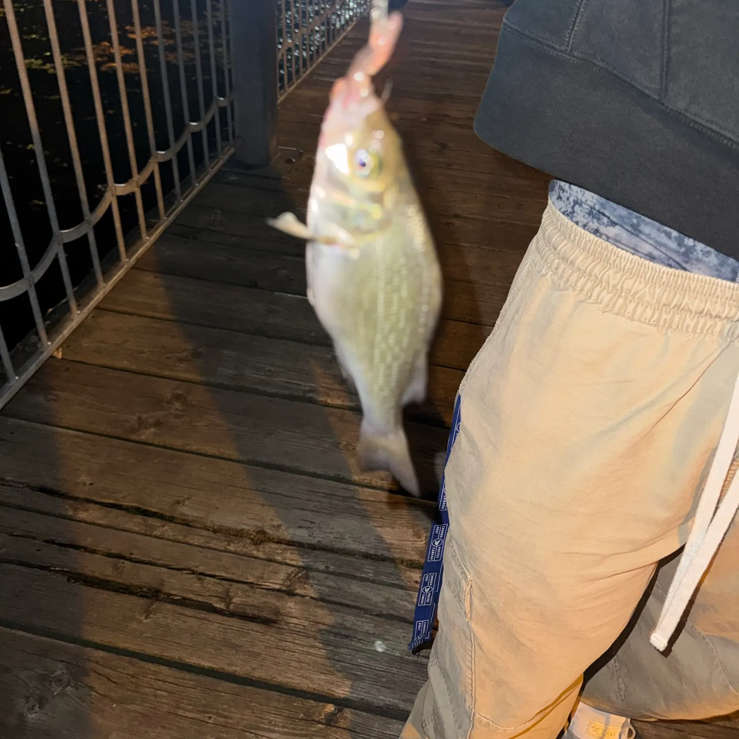 Fish caught on Fishbrain