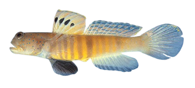 Peacock shrimpgoby