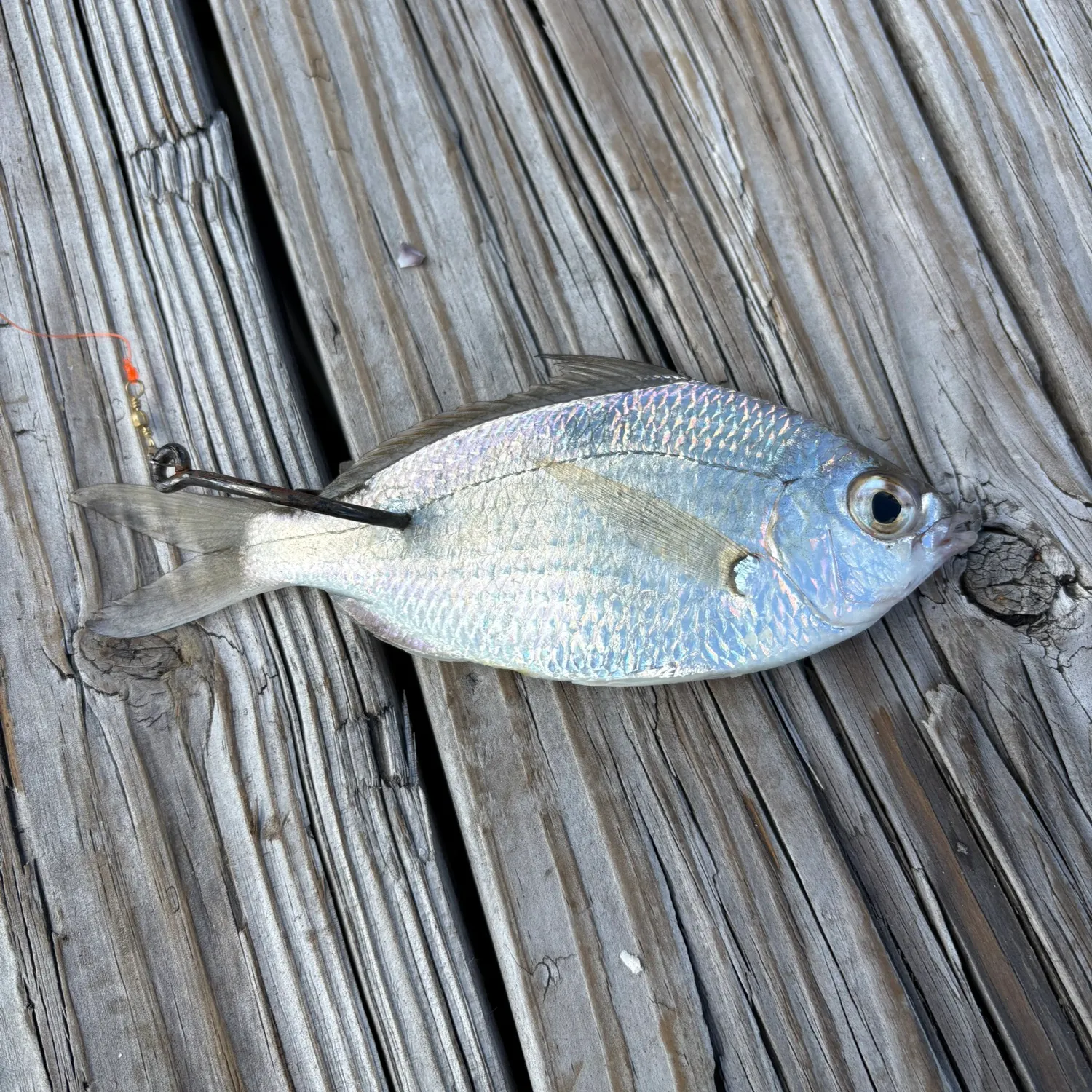 The most recent Atlantic spotfin mojarra catches on Fishbrain