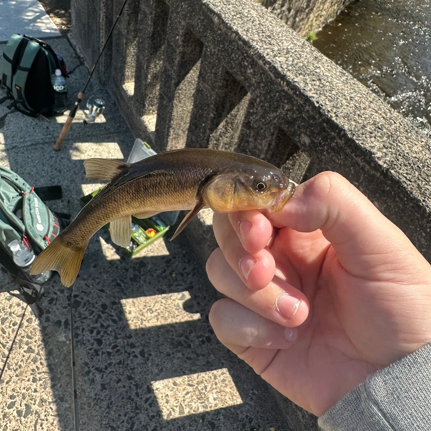 The most recent Creek chub catches on Fishbrain