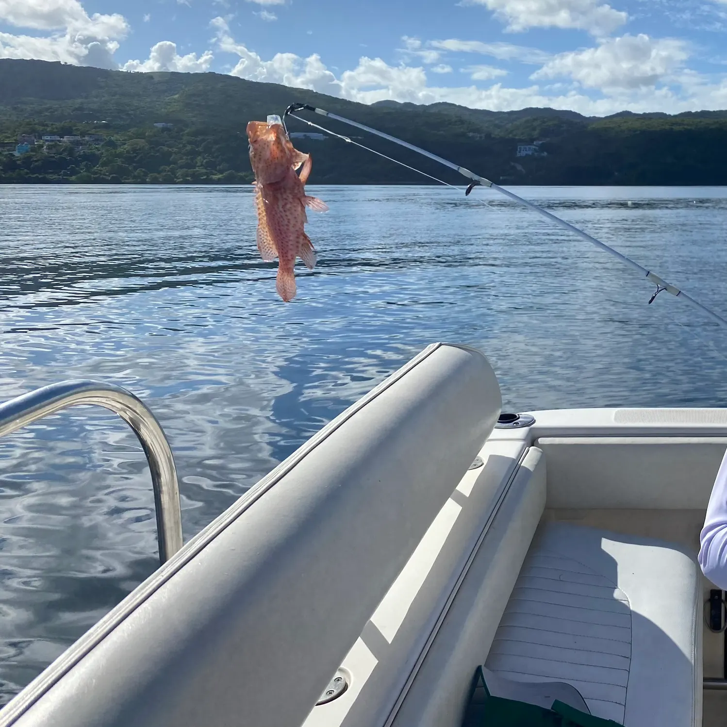 Copper rockfish caught on Fishbrain