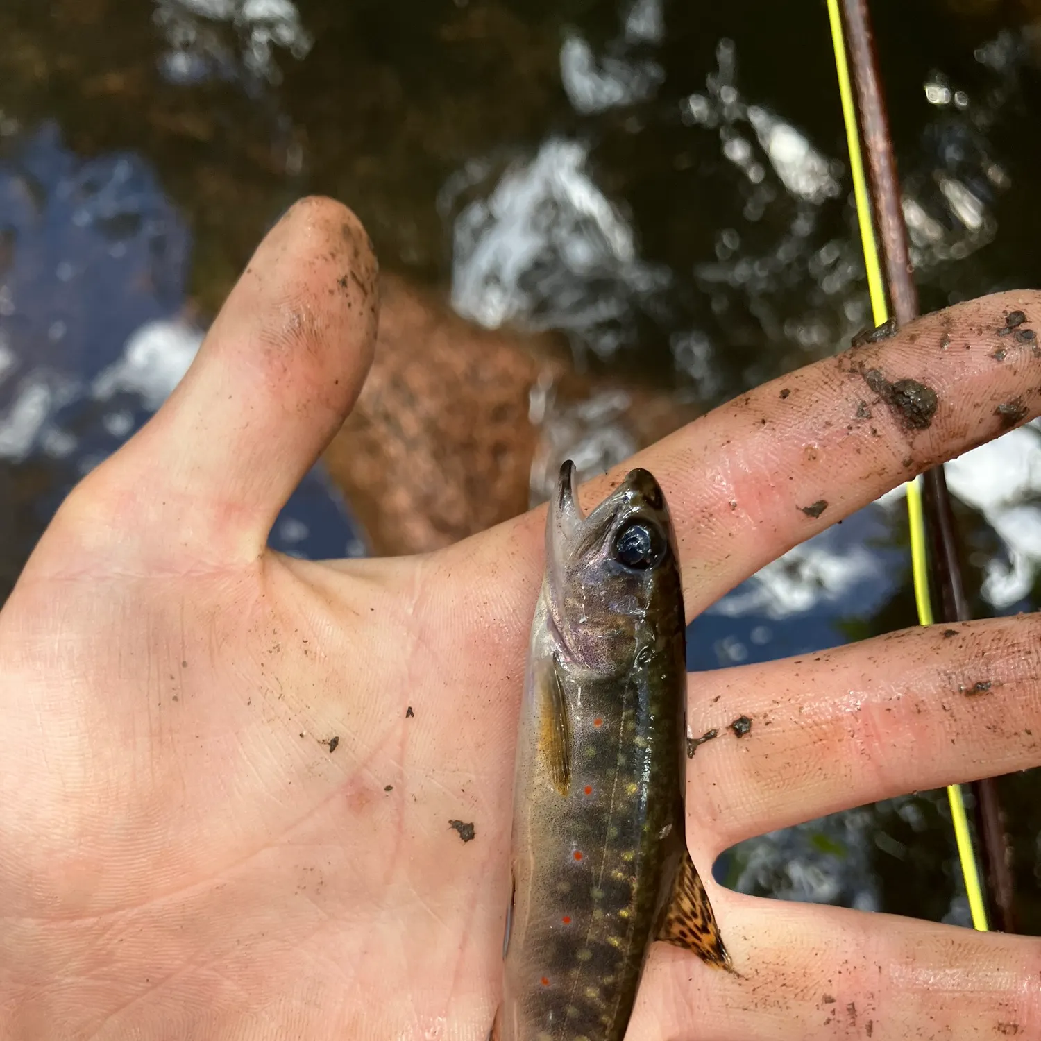 Brook trout caught on Fishbrain