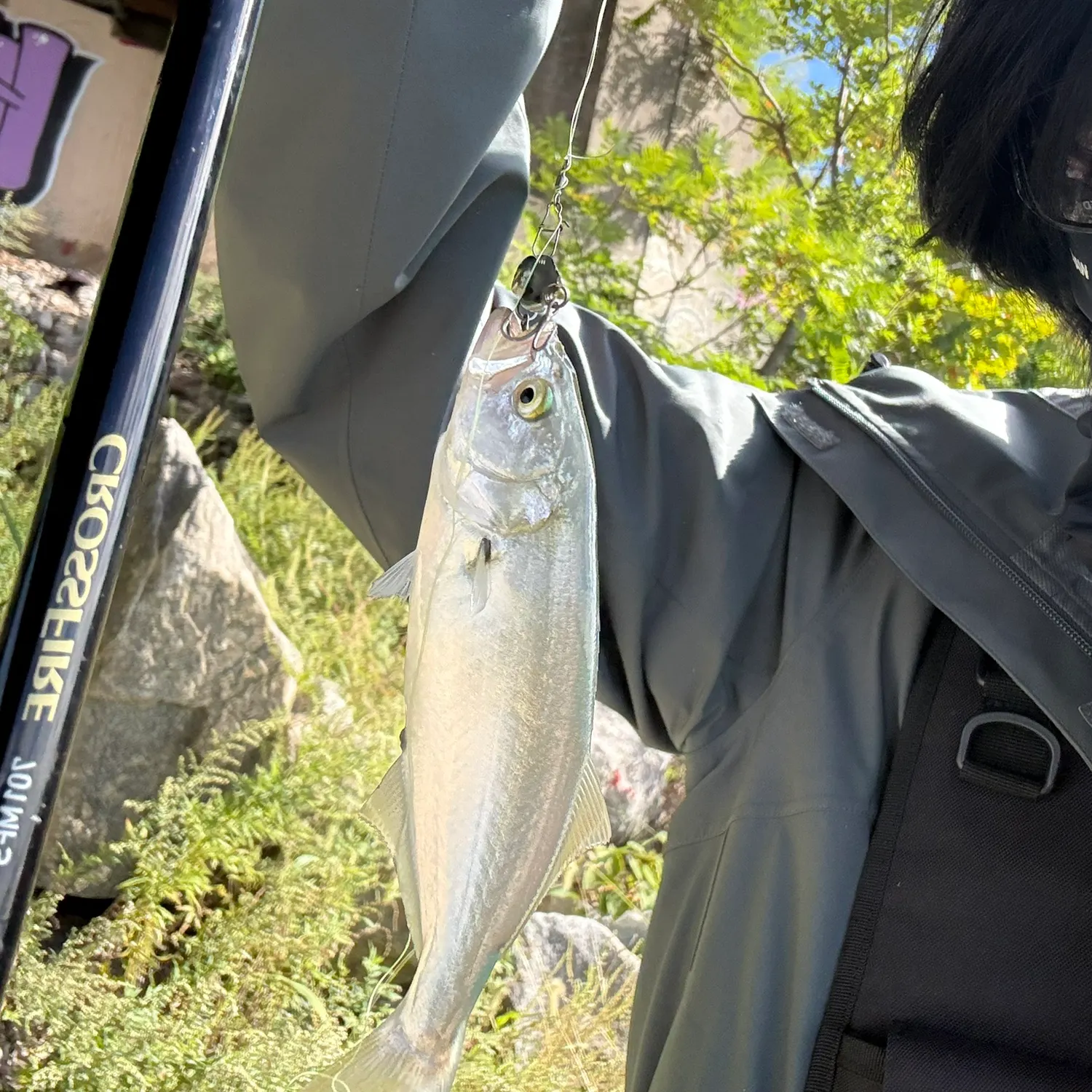 Bluefish caught on Fishbrain
